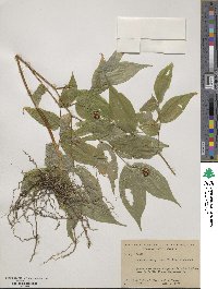 Prosartes lanuginosa image