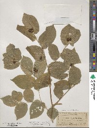 Prosartes lanuginosa image