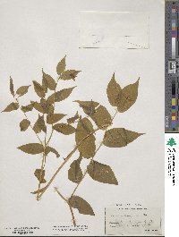 Prosartes lanuginosa image