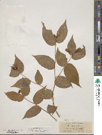 Prosartes smithii image