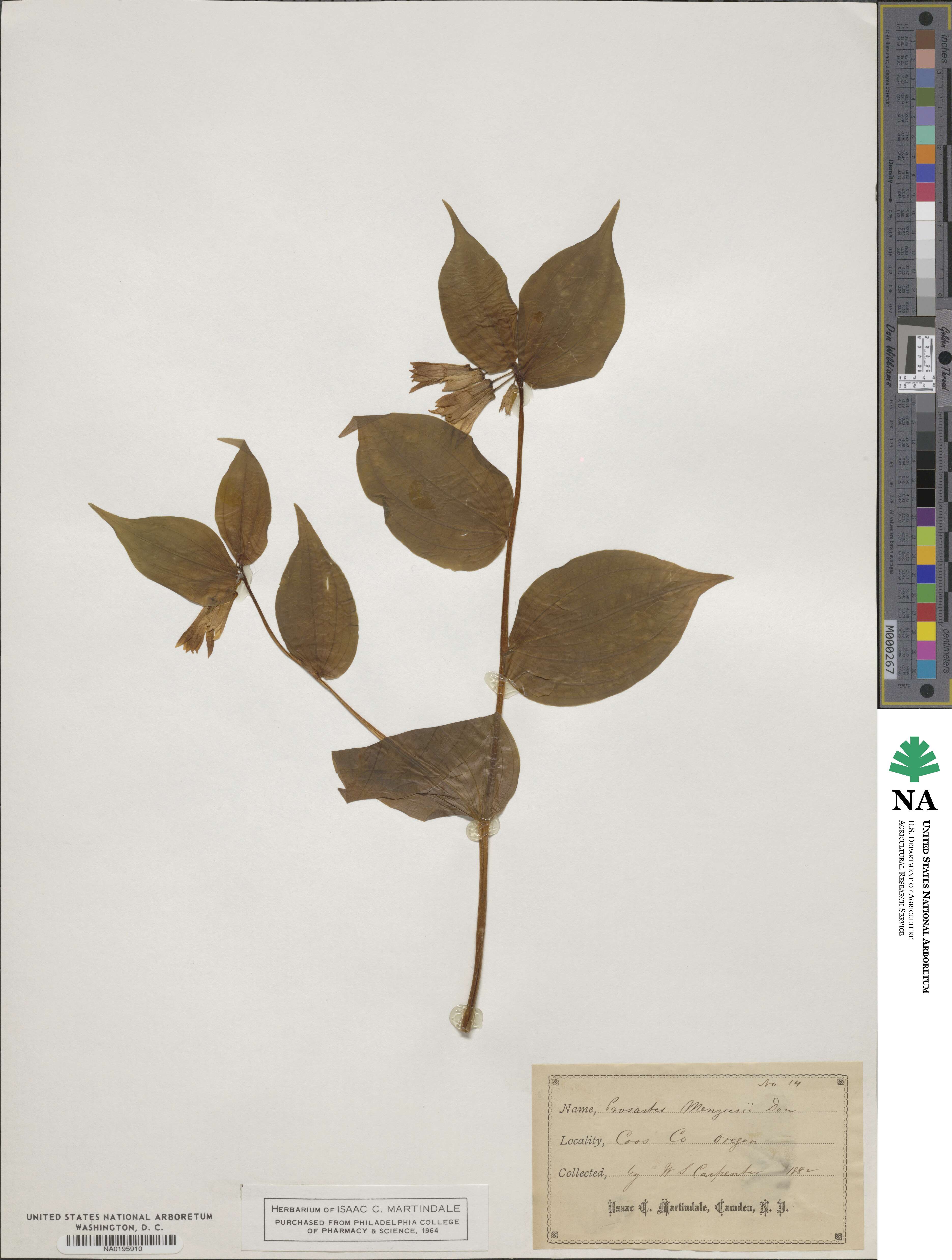 Prosartes smithii image