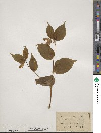 Prosartes smithii image