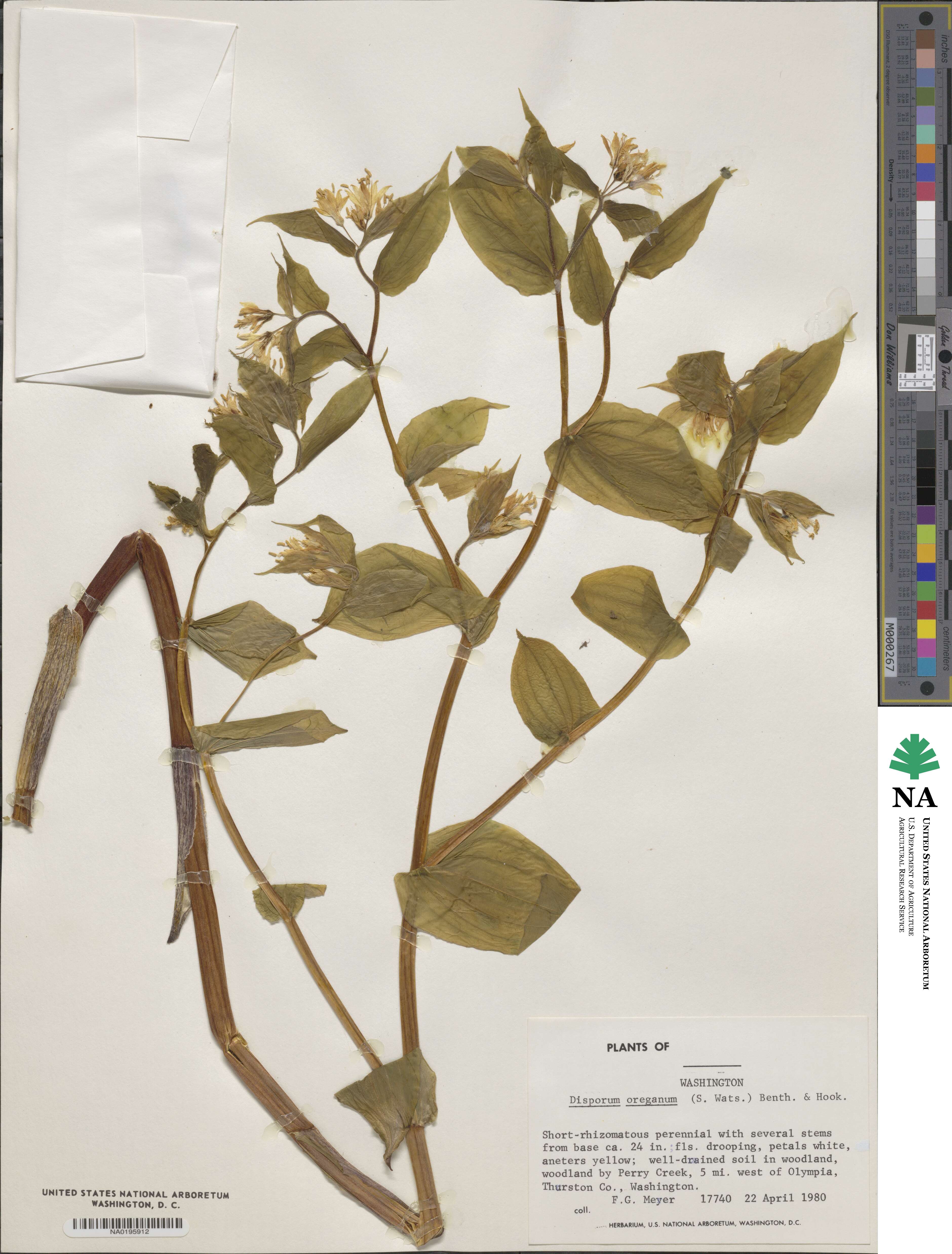 Prosartes hookeri image