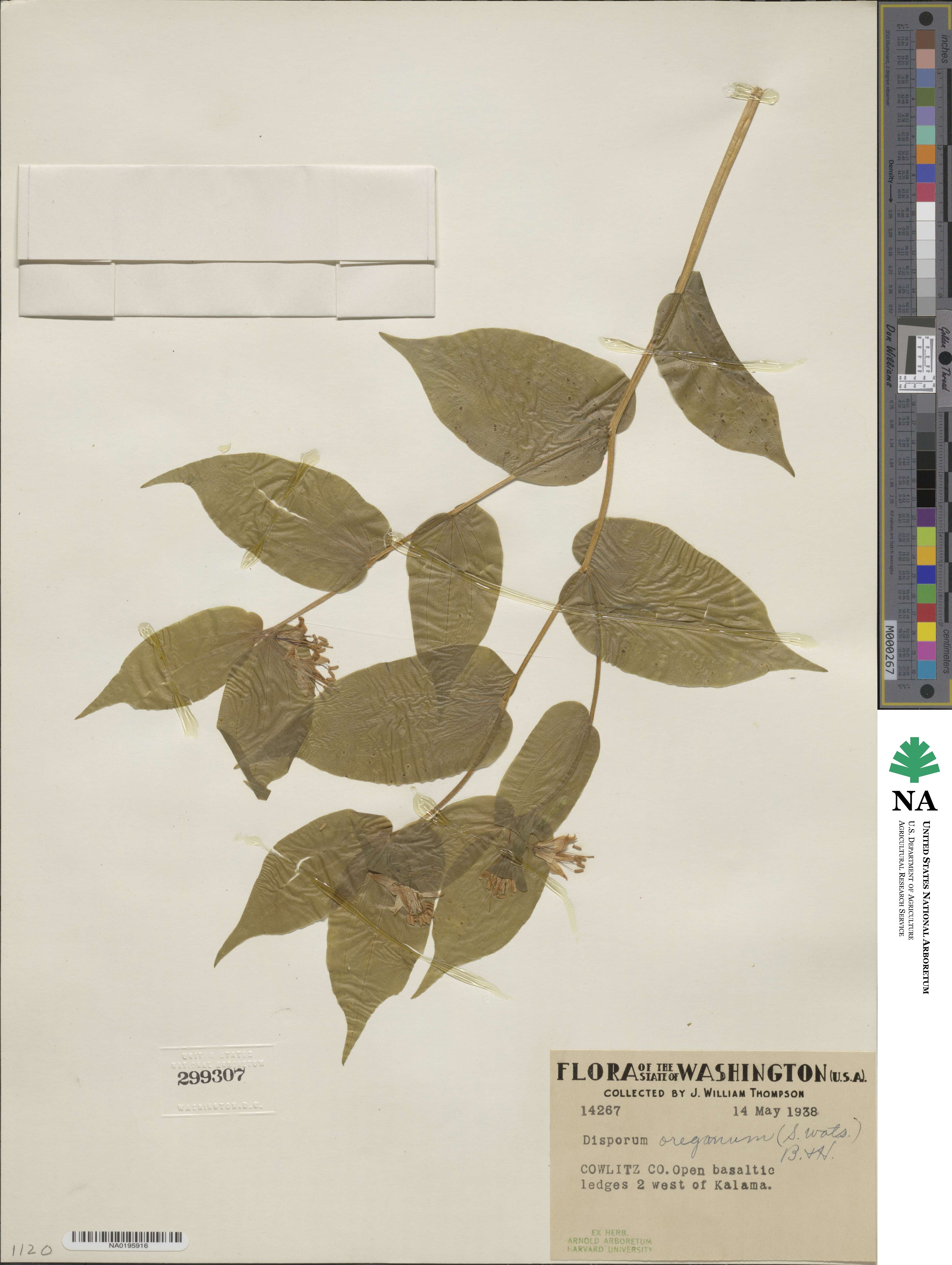 Prosartes hookeri image