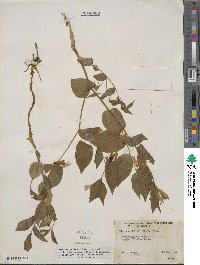 Prosartes smithii image