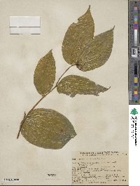 Prosartes smithii image