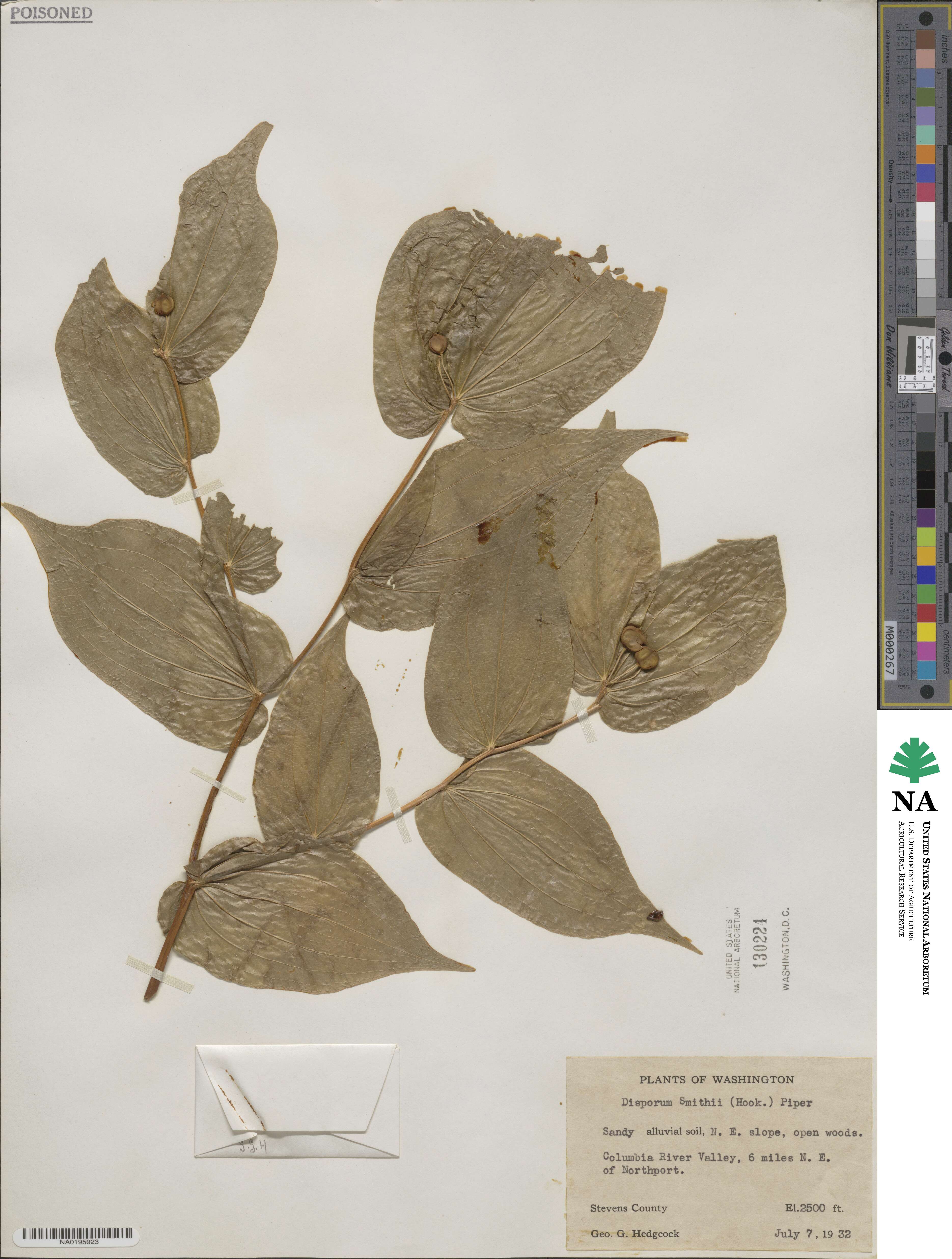 Prosartes smithii image