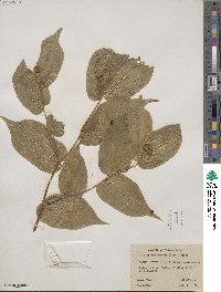 Prosartes smithii image