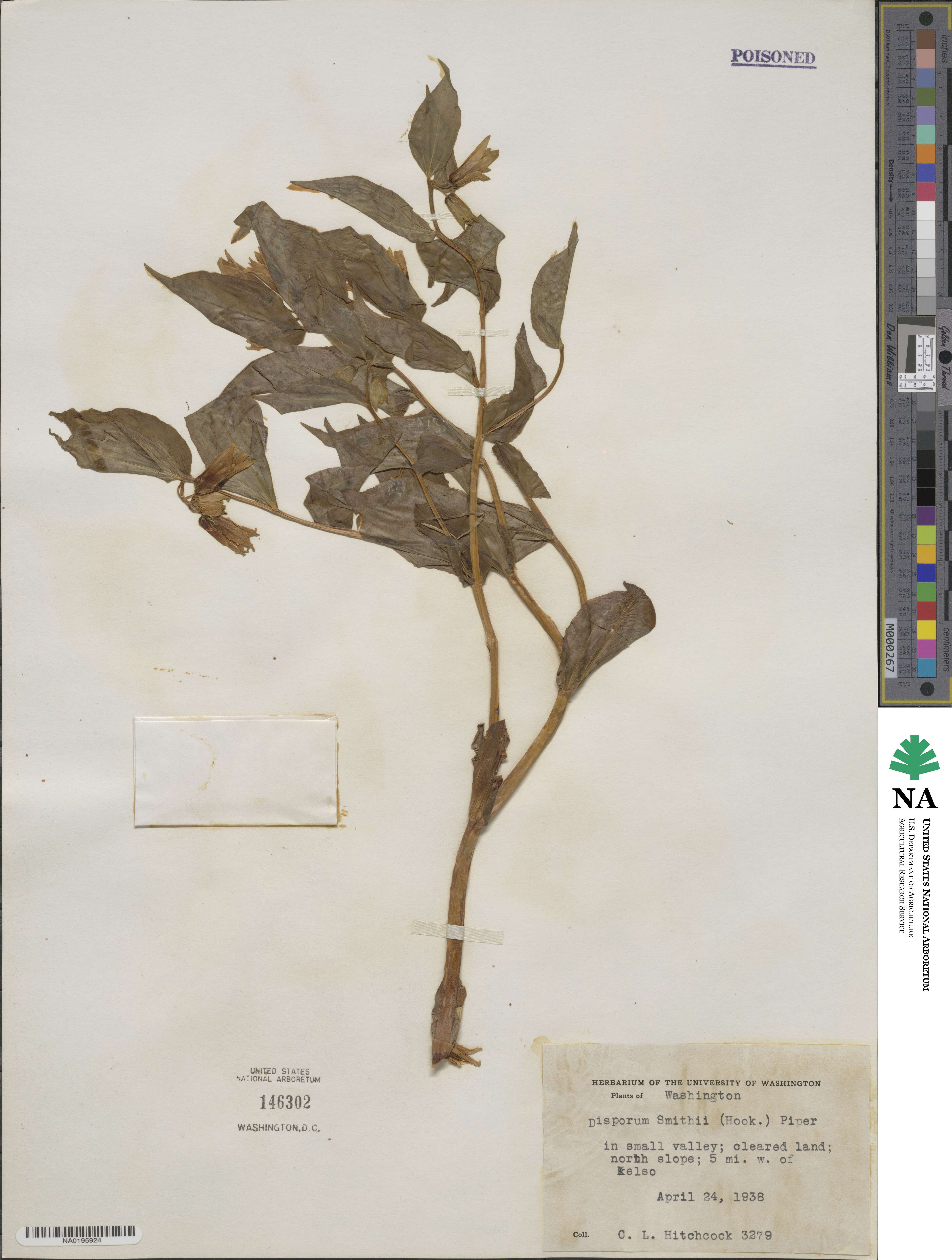 Prosartes smithii image