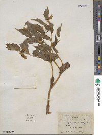 Prosartes smithii image