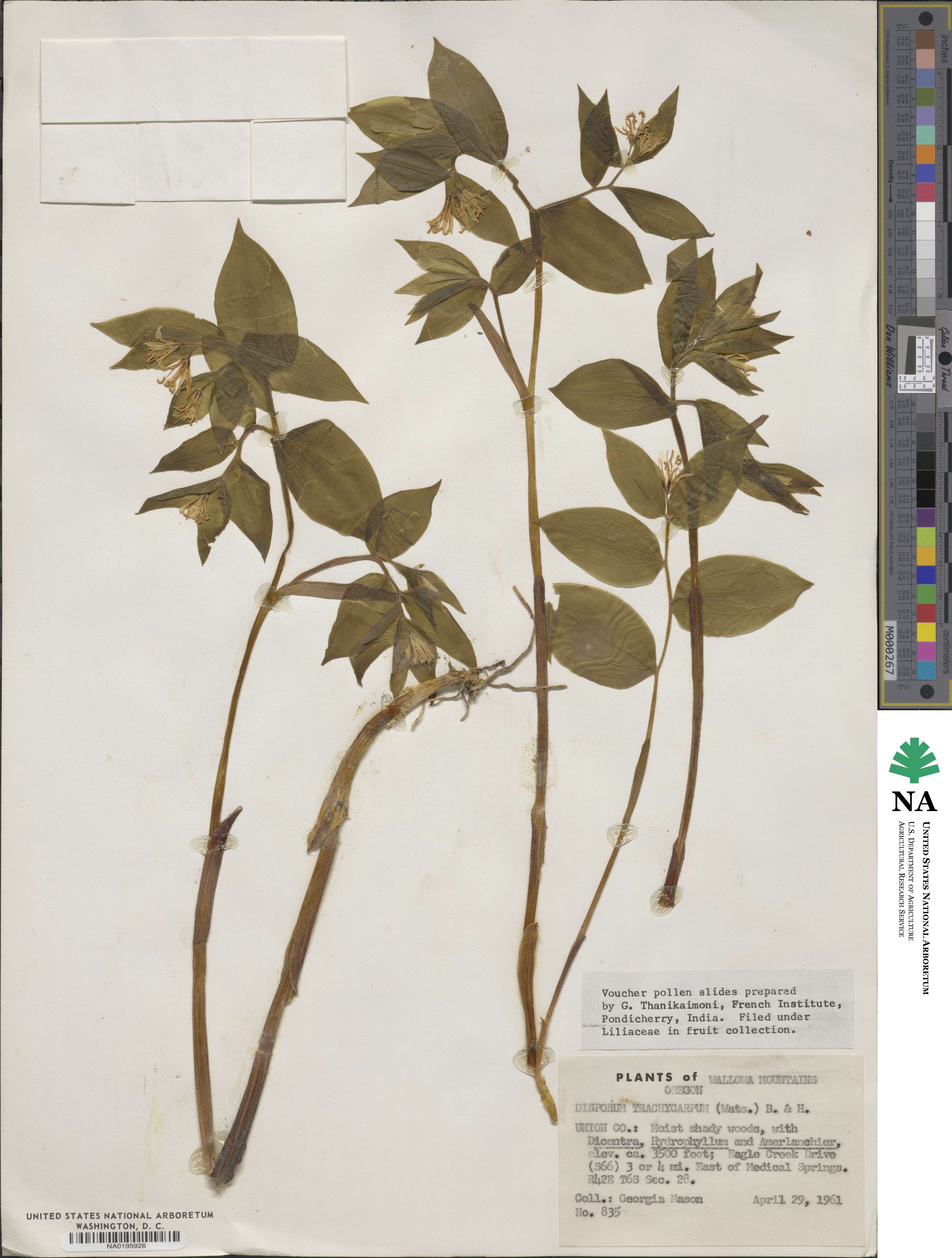 Prosartes image