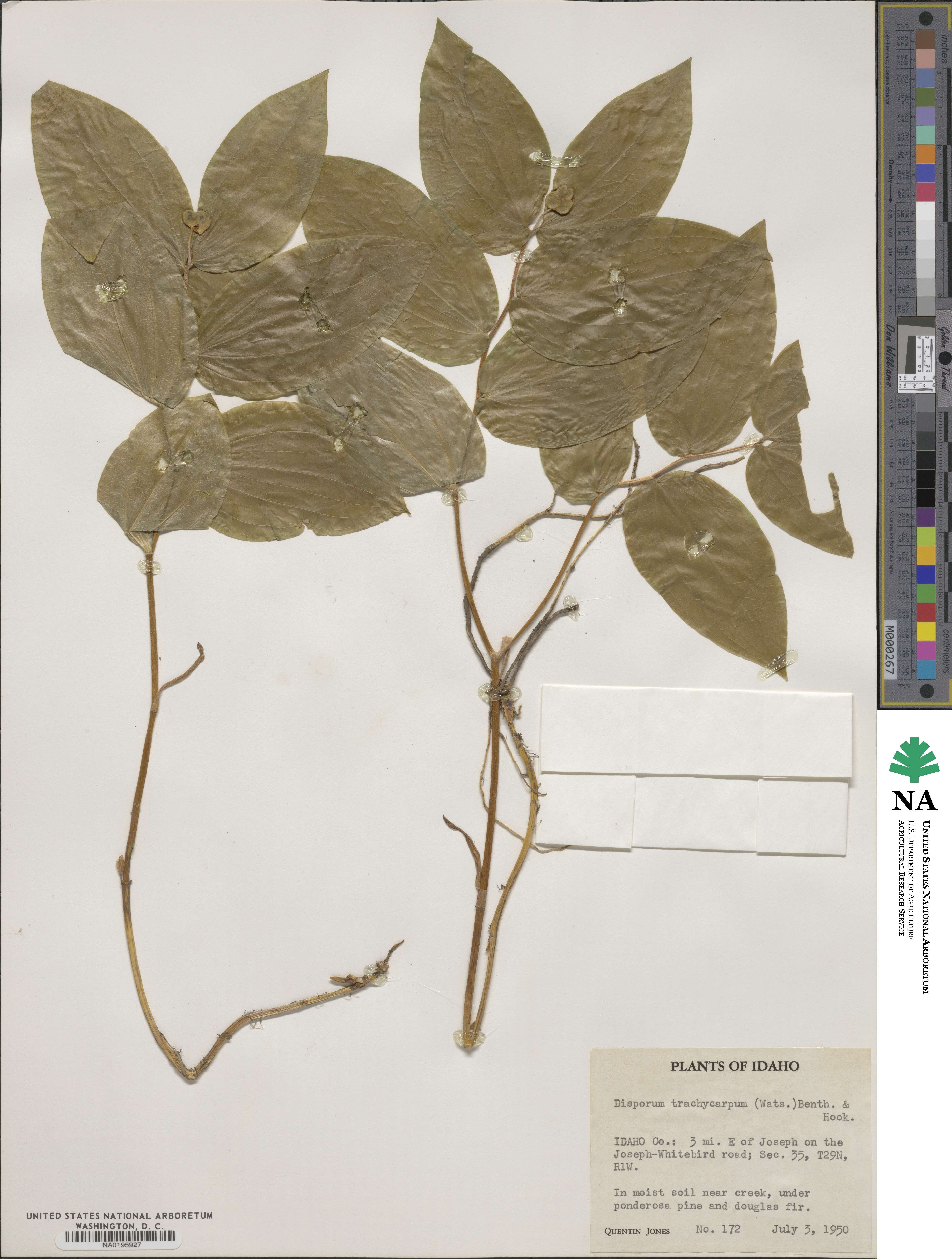 Prosartes trachycarpa image