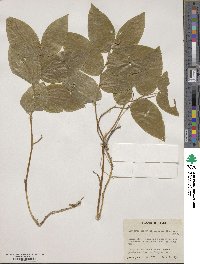 Prosartes trachycarpa image