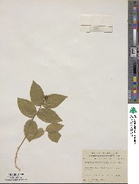 Prosartes trachycarpa image