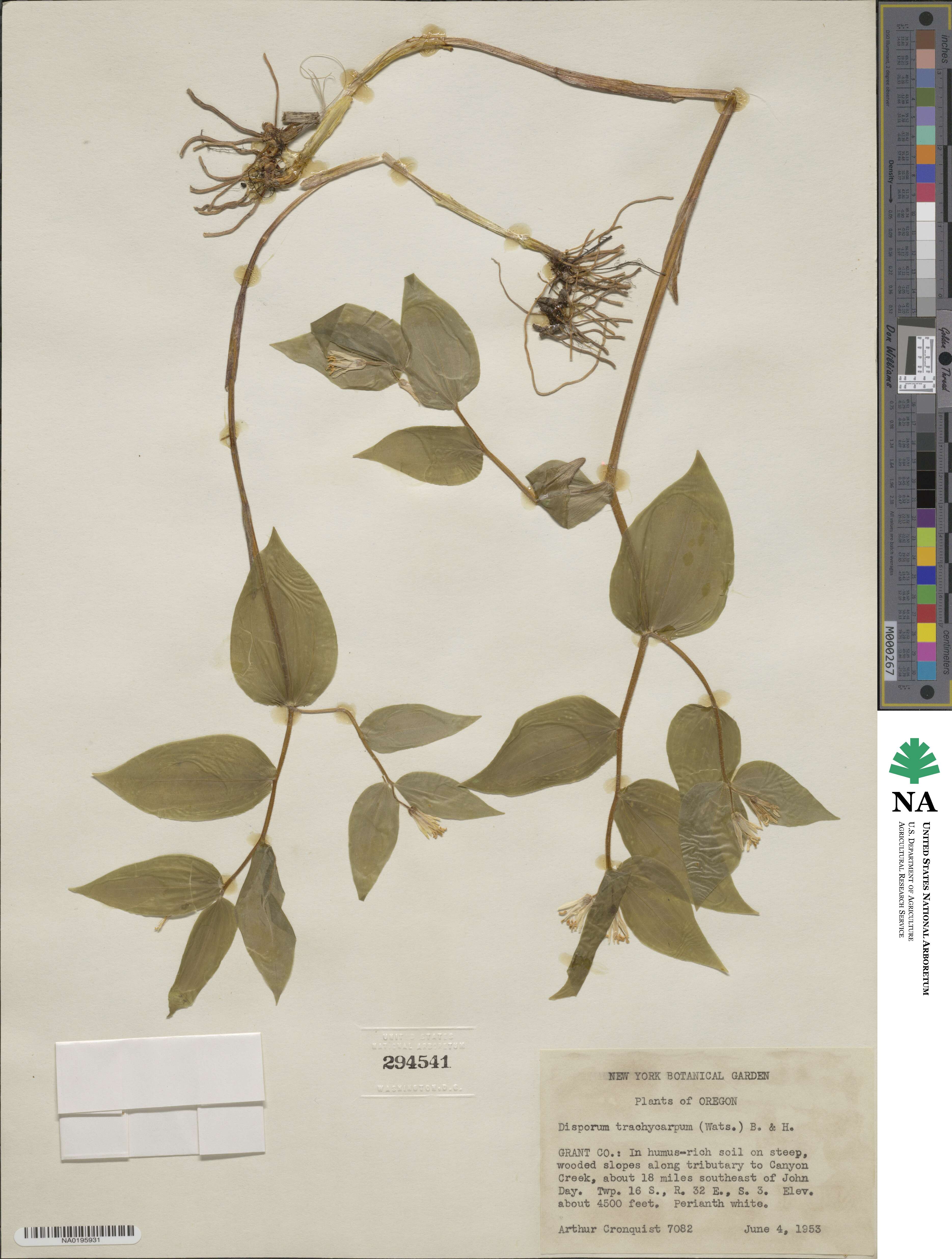 Prosartes trachycarpa image