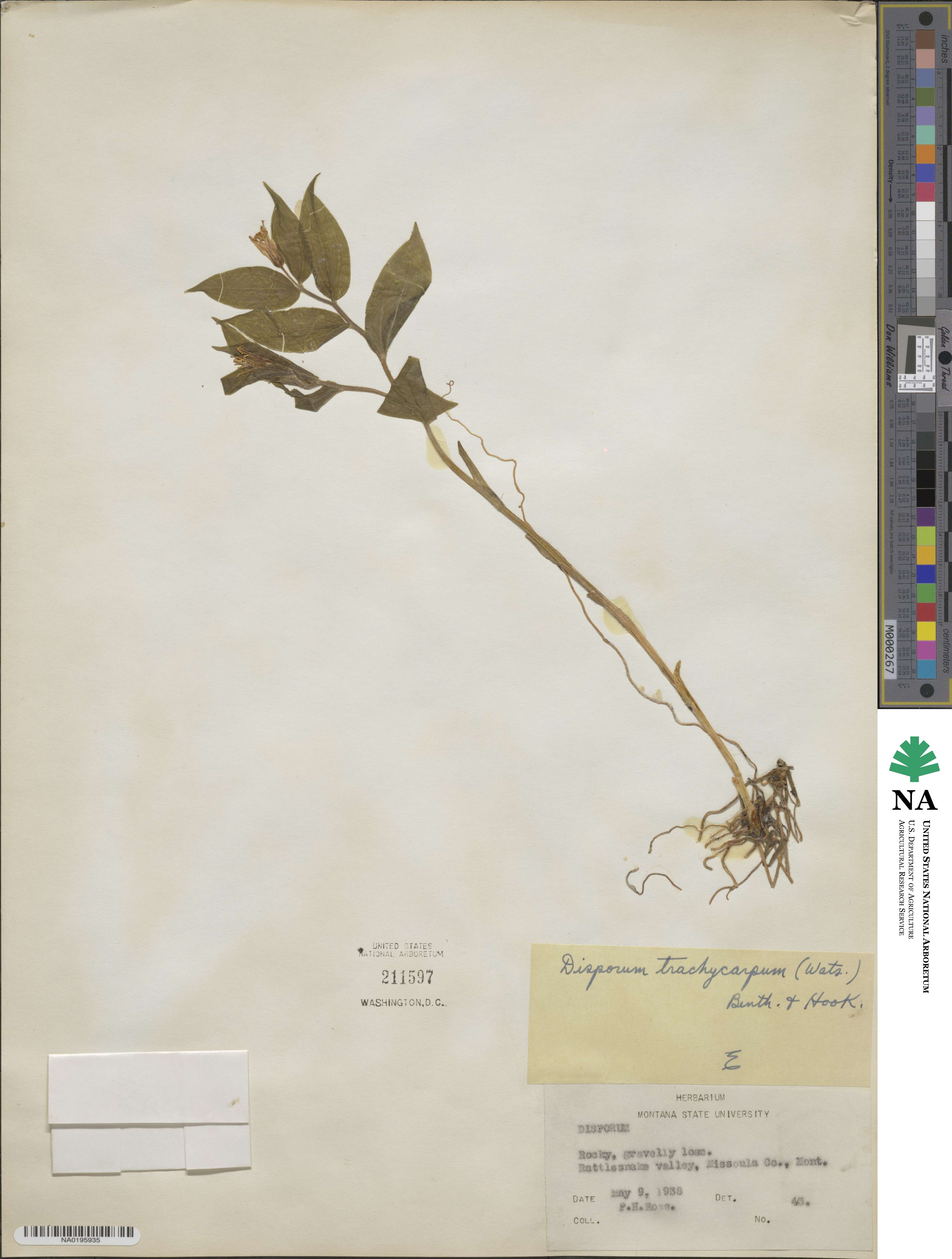 Prosartes trachycarpa image