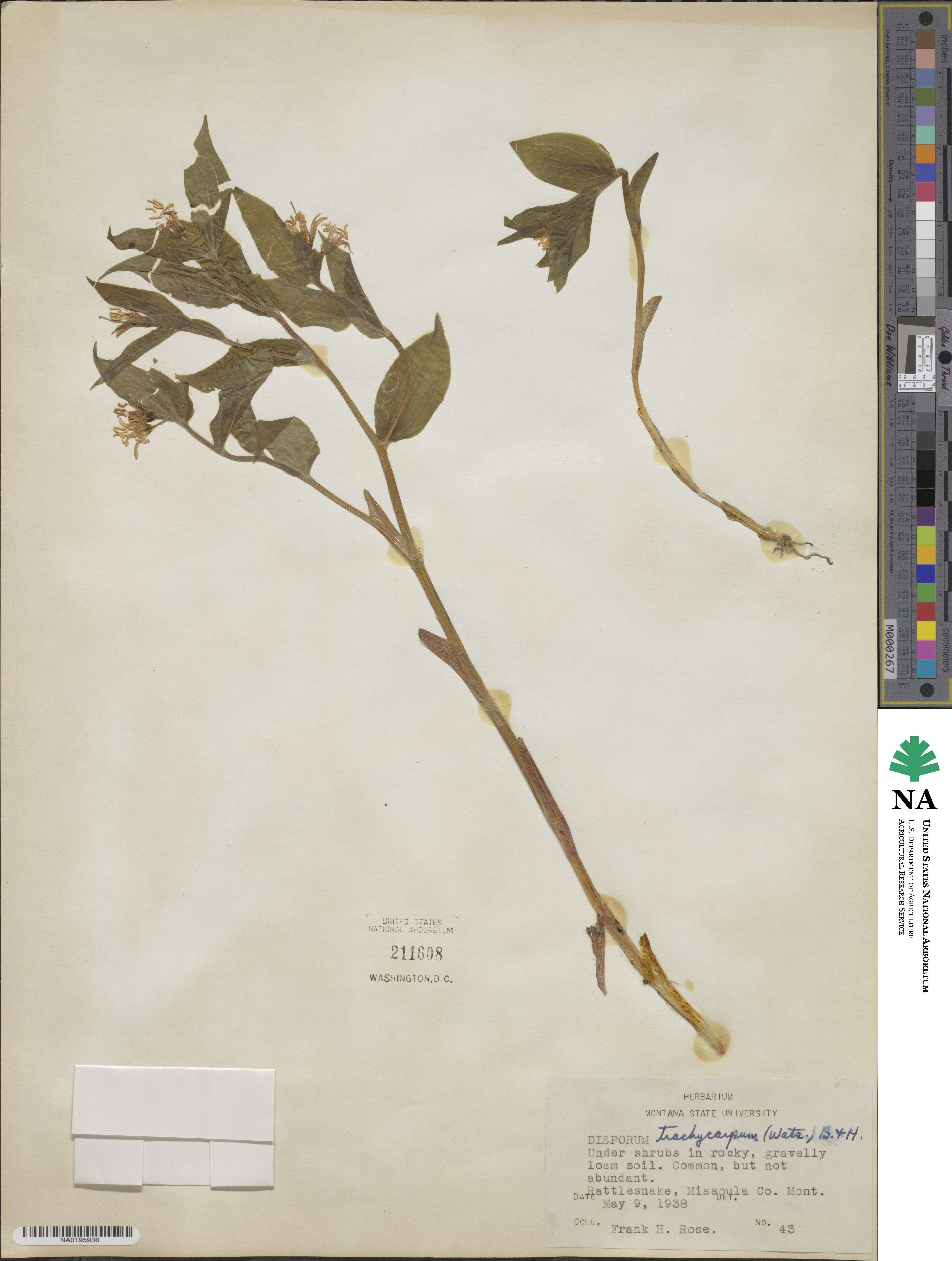 Prosartes trachycarpa image