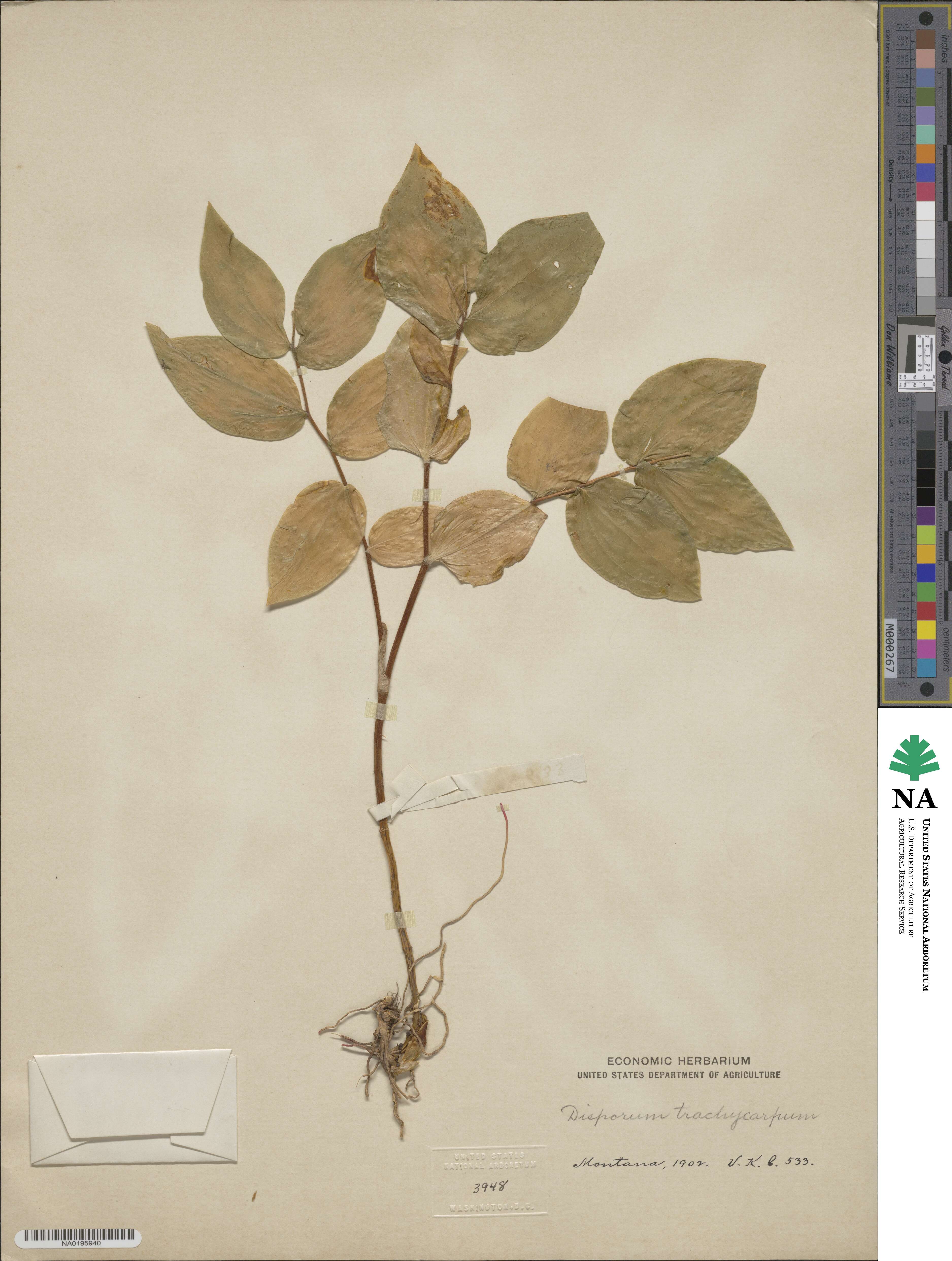 Prosartes trachycarpa image