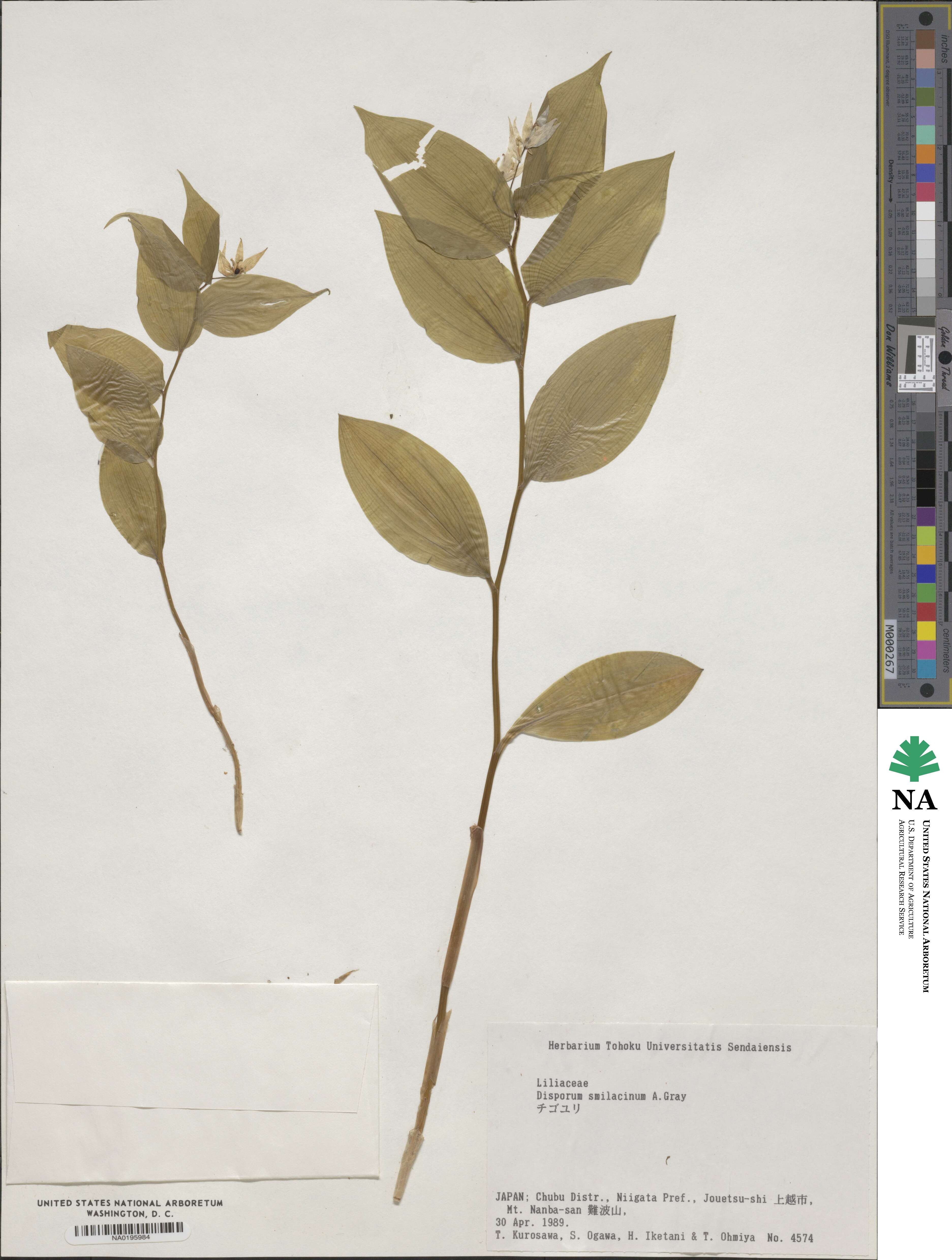 Disporum smilacinum image