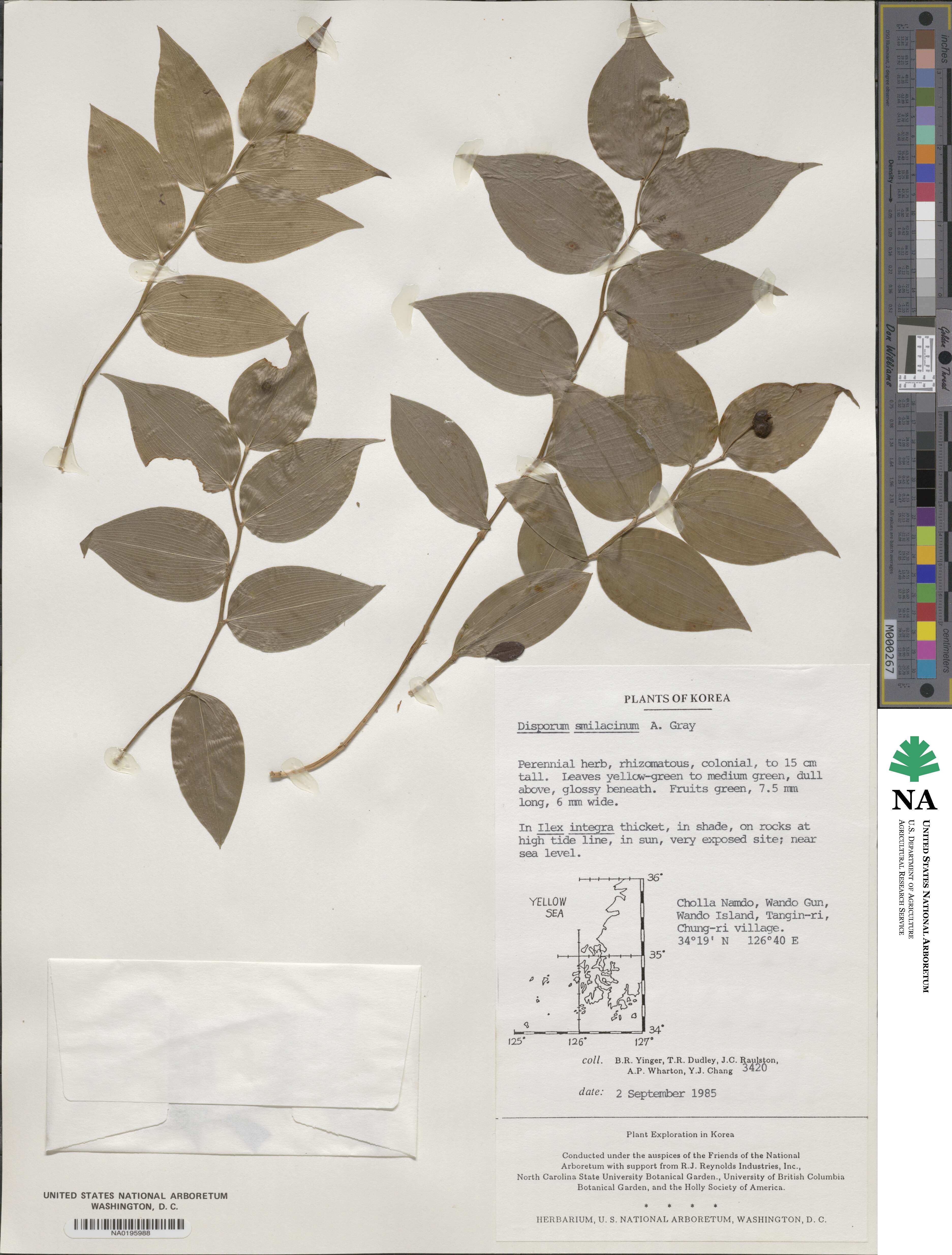 Disporum smilacinum image