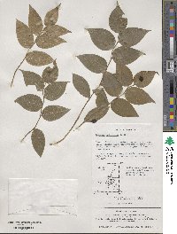 Disporum smilacinum image