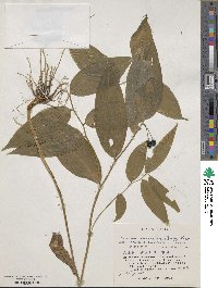 Disporum viridescens image