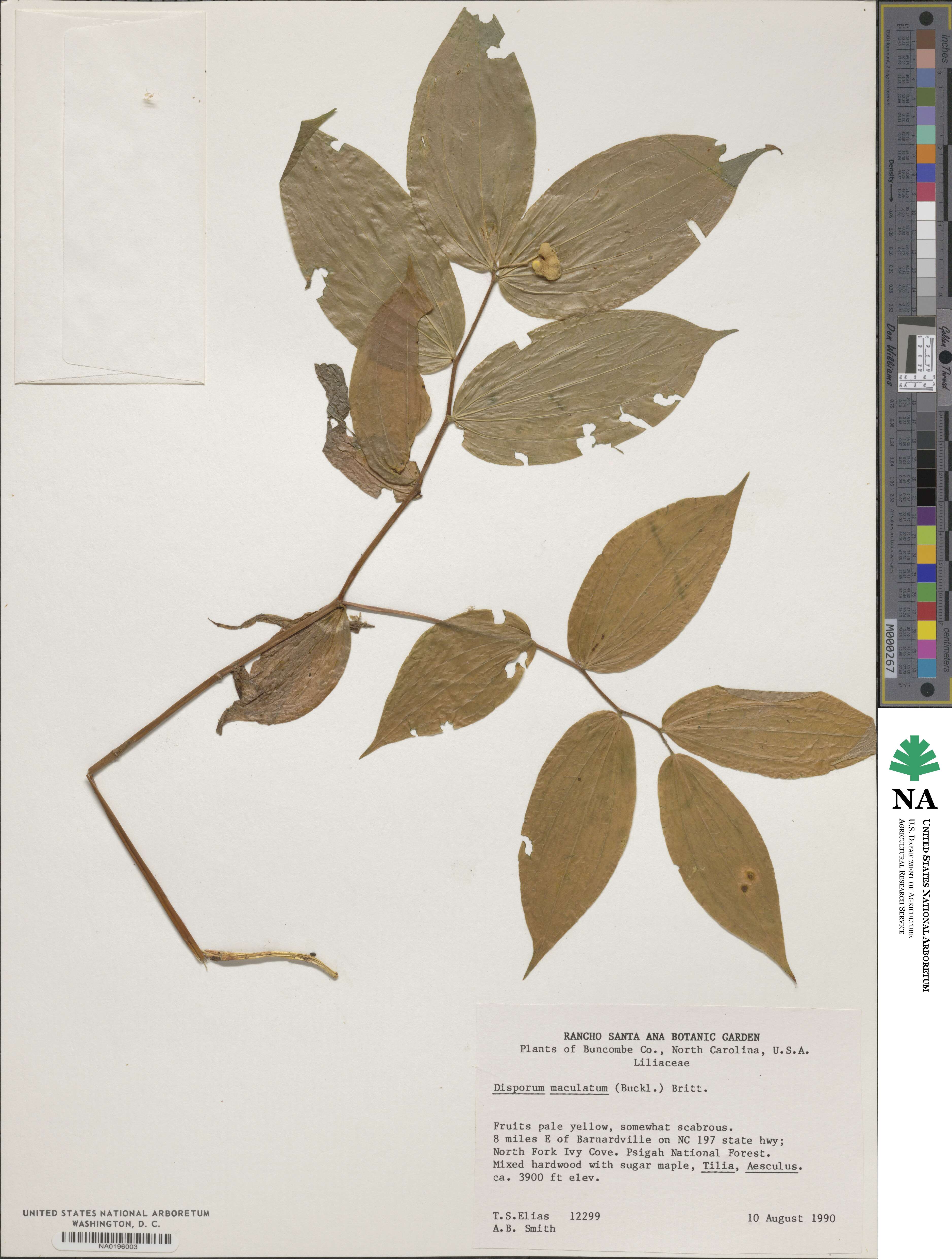 Prosartes maculata image