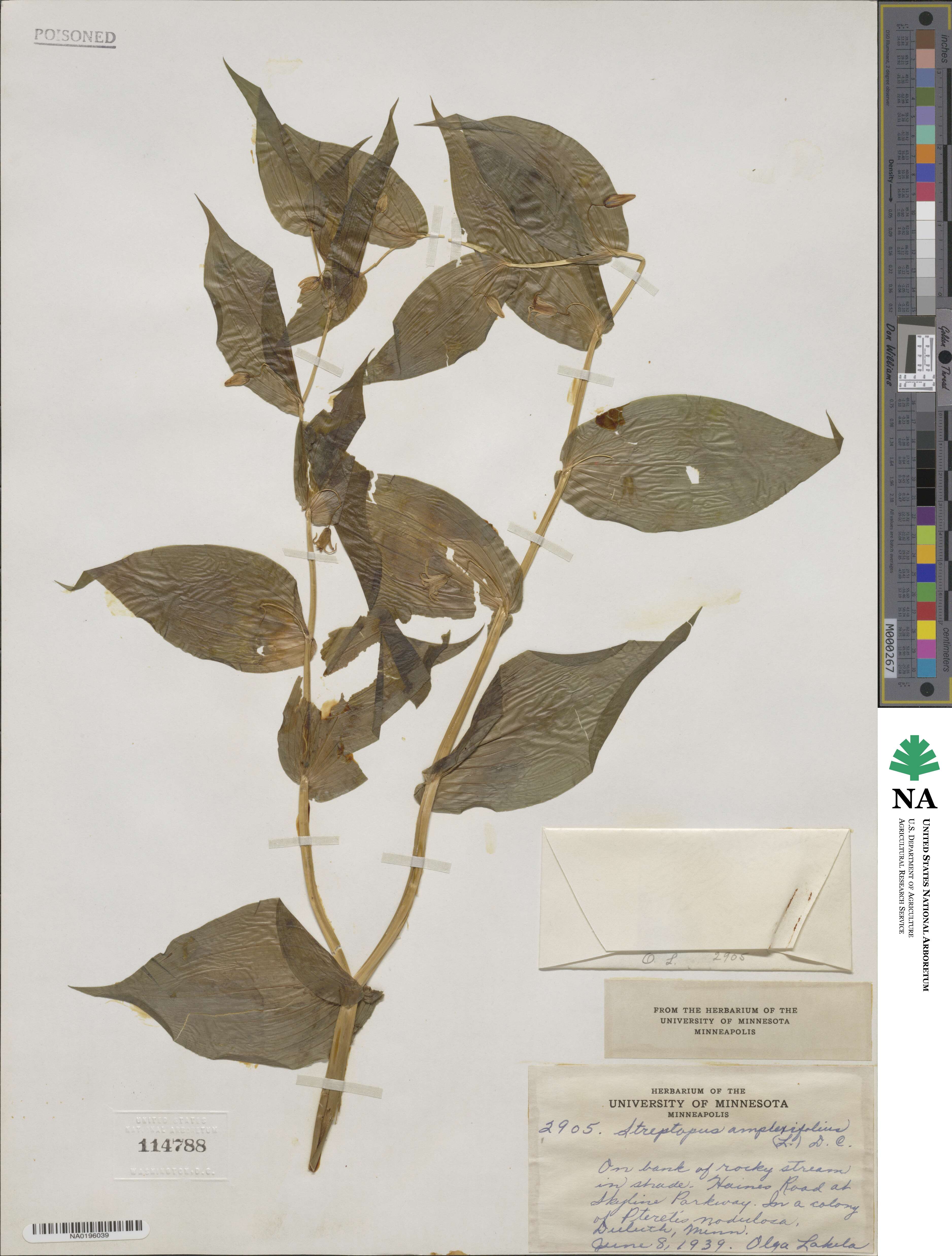 Streptopus amplexifolius image