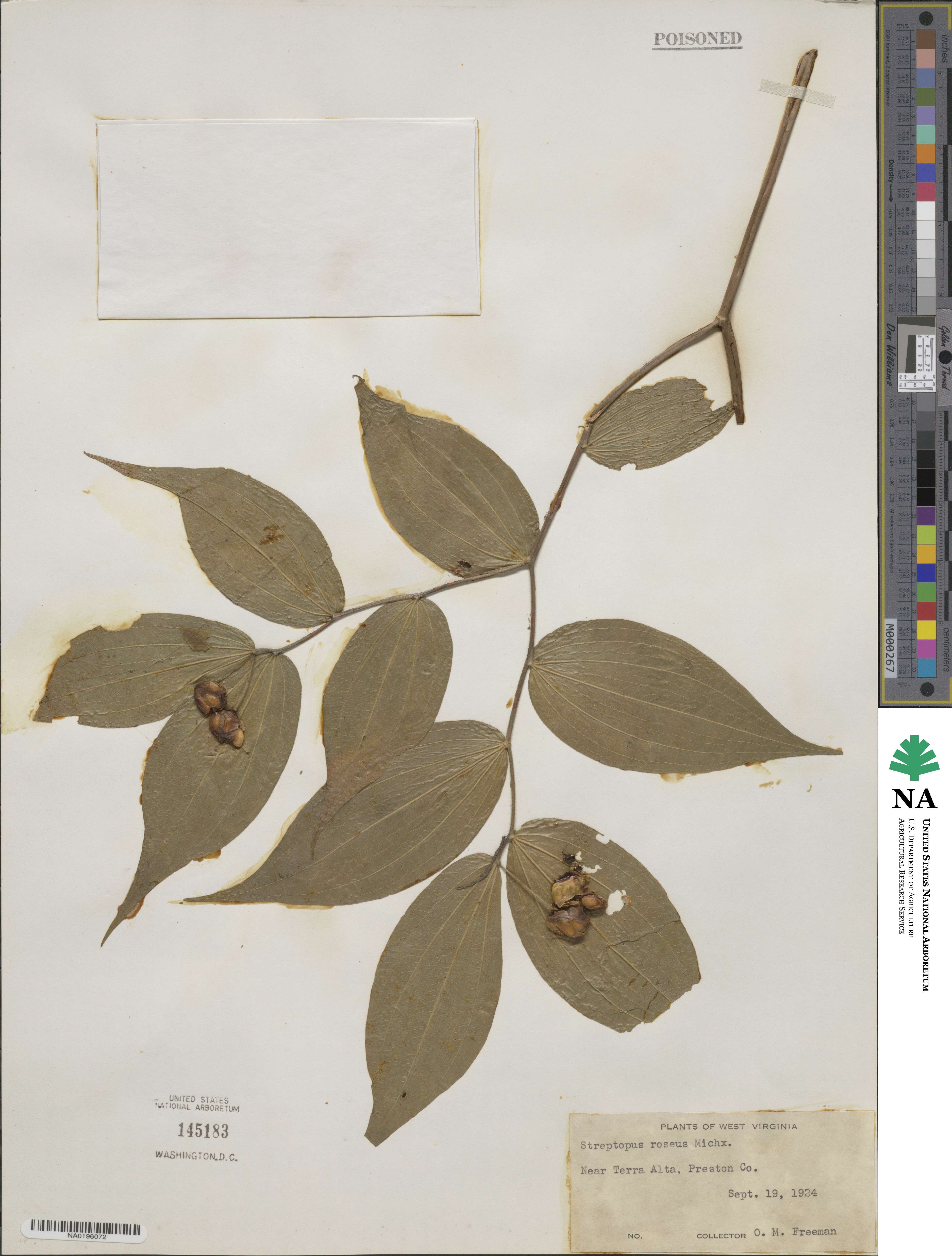 Streptopus lanceolatus image