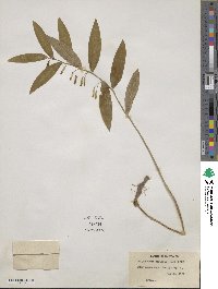 Polygonatum biflorum image