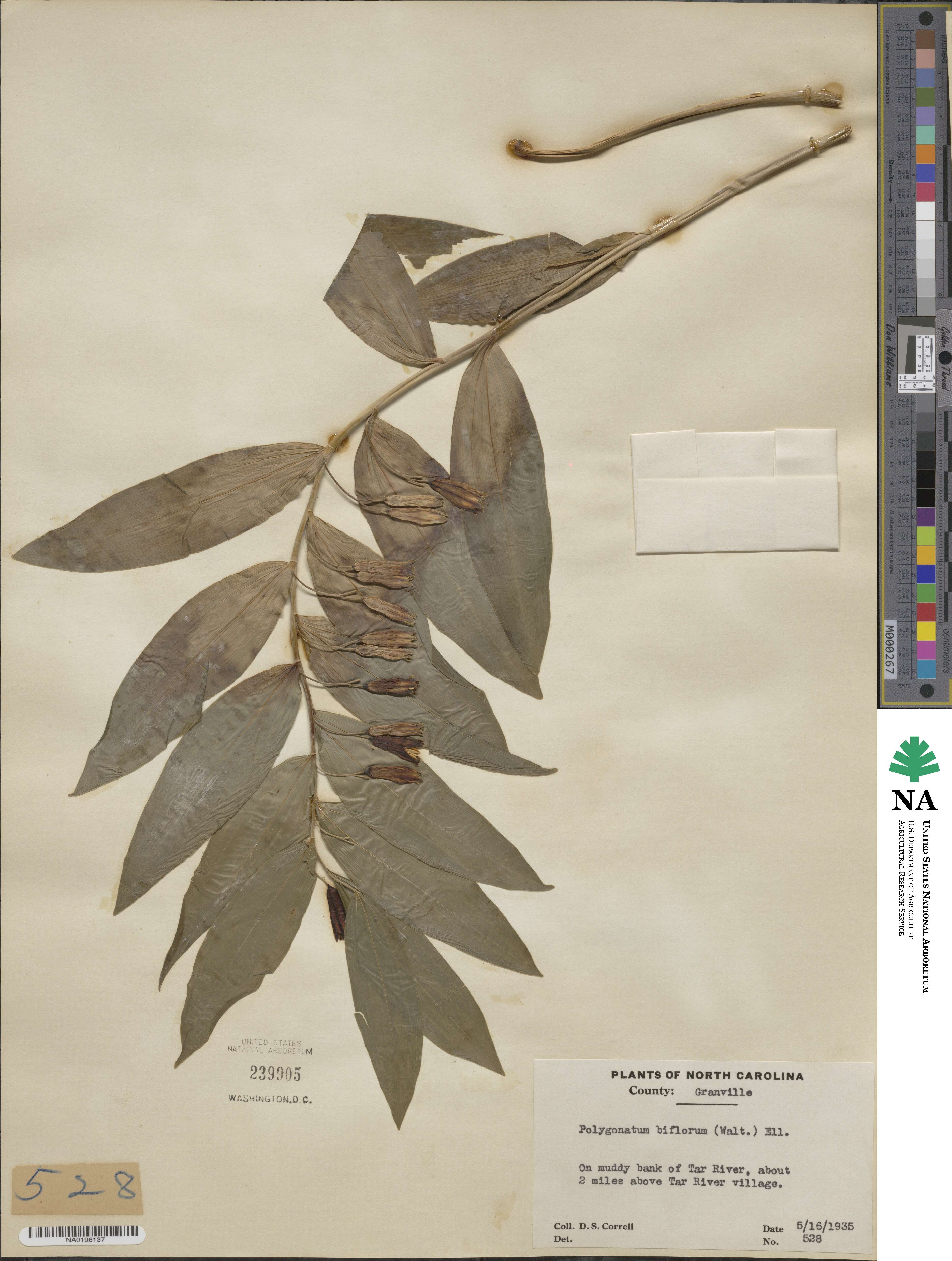 Polygonatum biflorum image