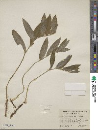 Polygonatum biflorum image