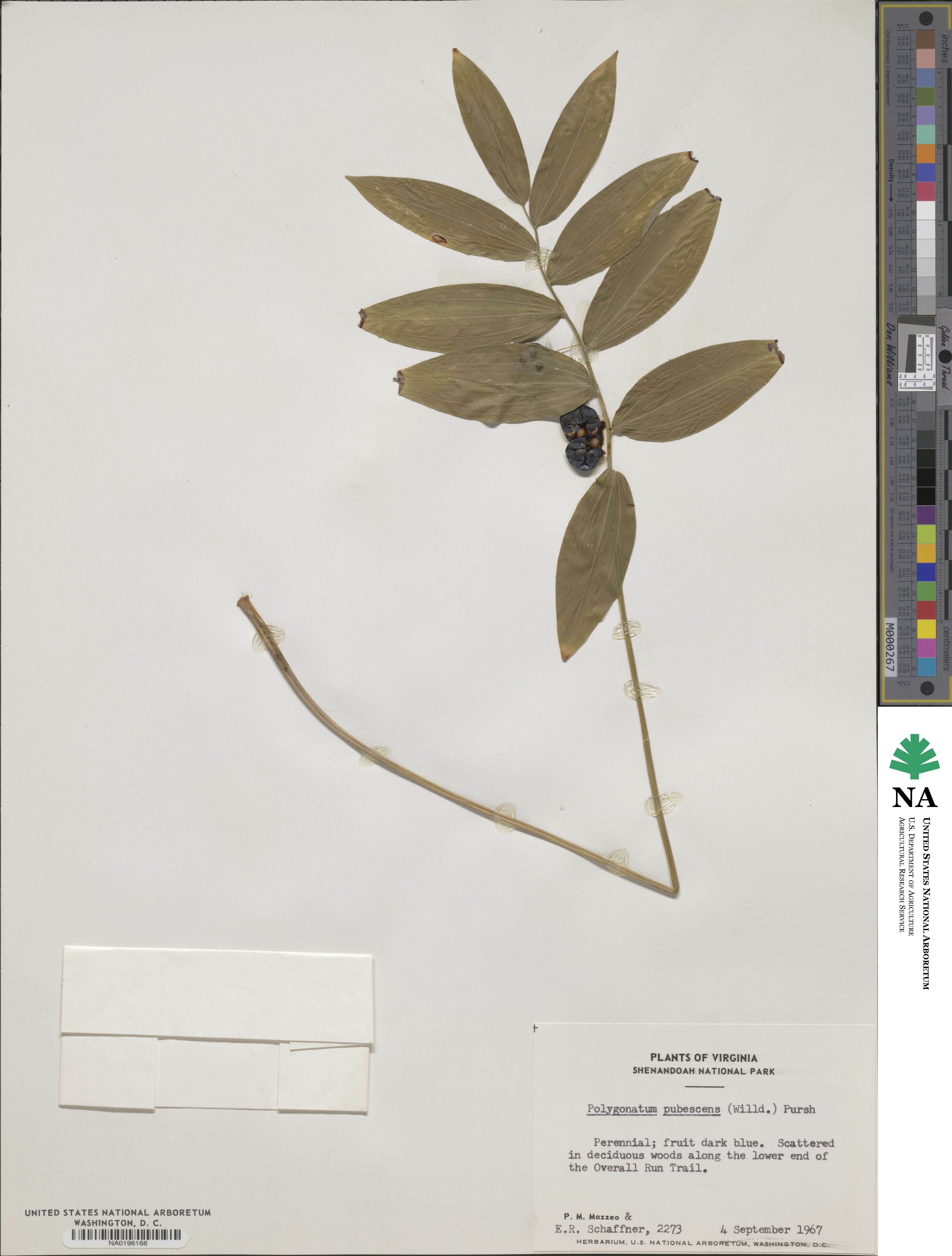 Polygonatum pubescens image