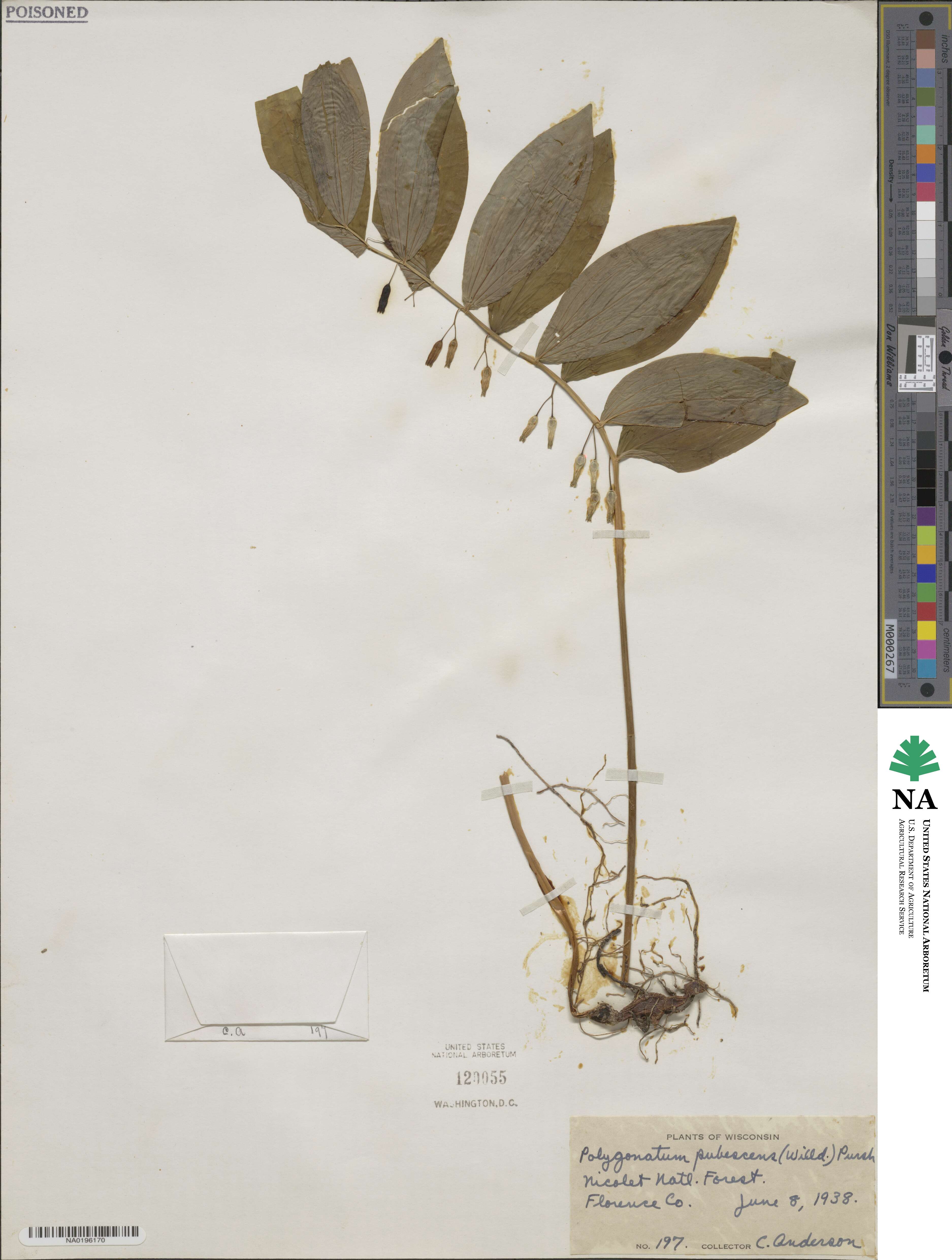 Polygonatum pubescens image
