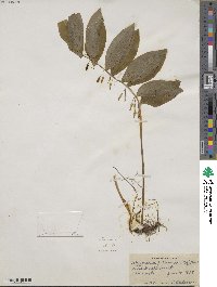 Polygonatum pubescens image