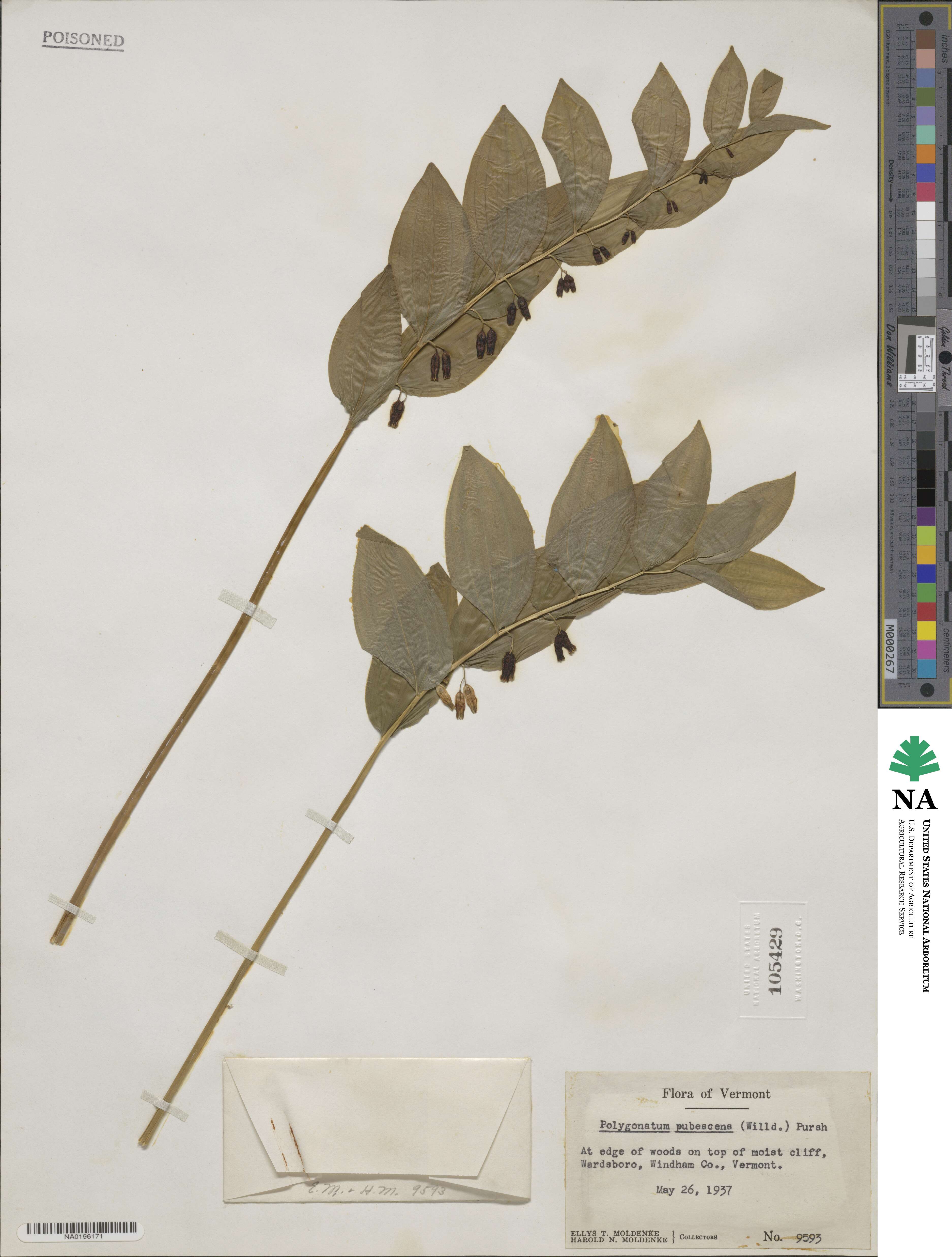 Polygonatum pubescens image