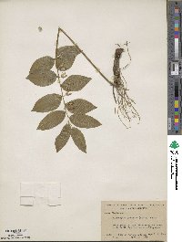 Polygonatum pubescens image