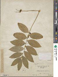 Polygonatum pubescens image