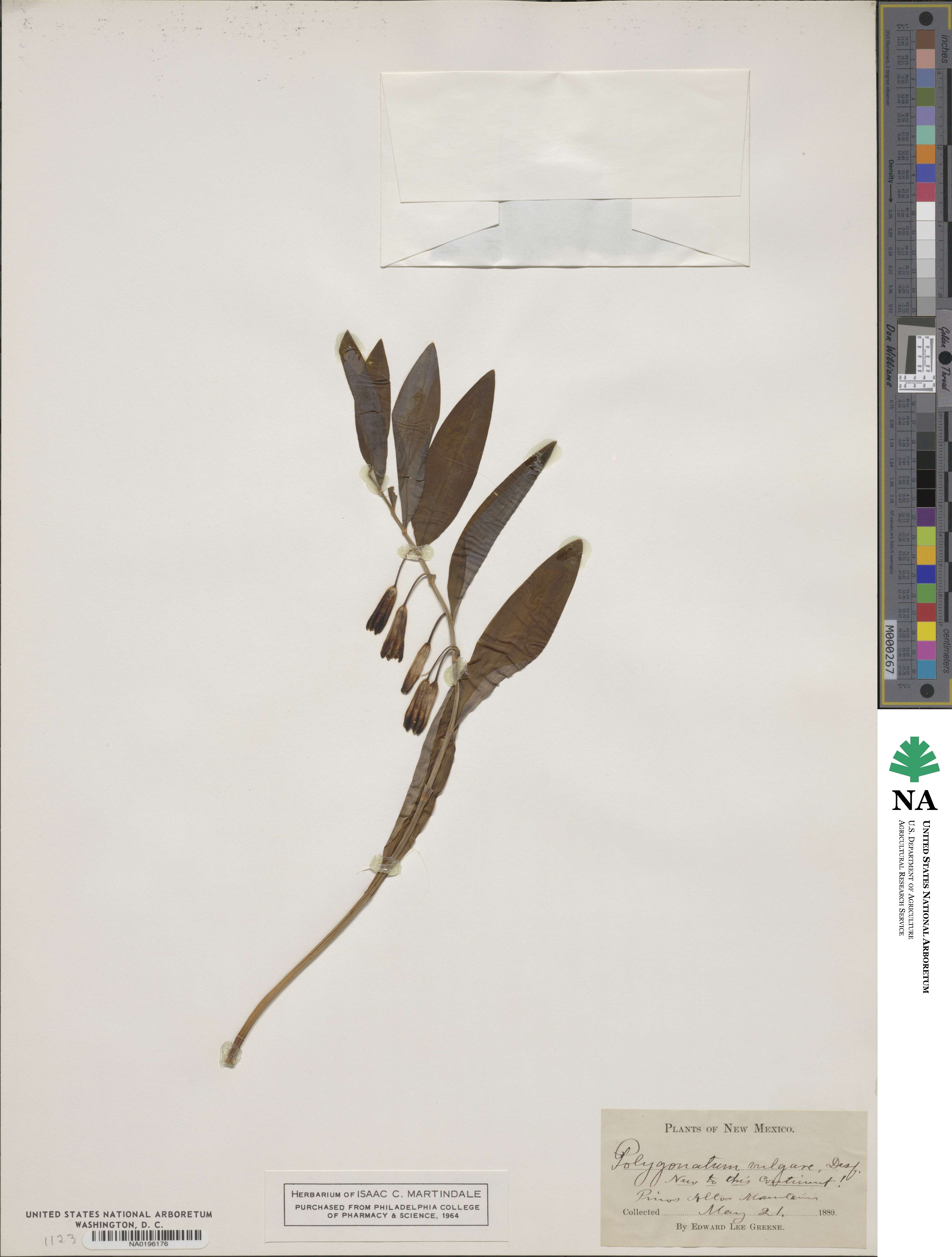 Polygonatum odoratum var. odoratum image
