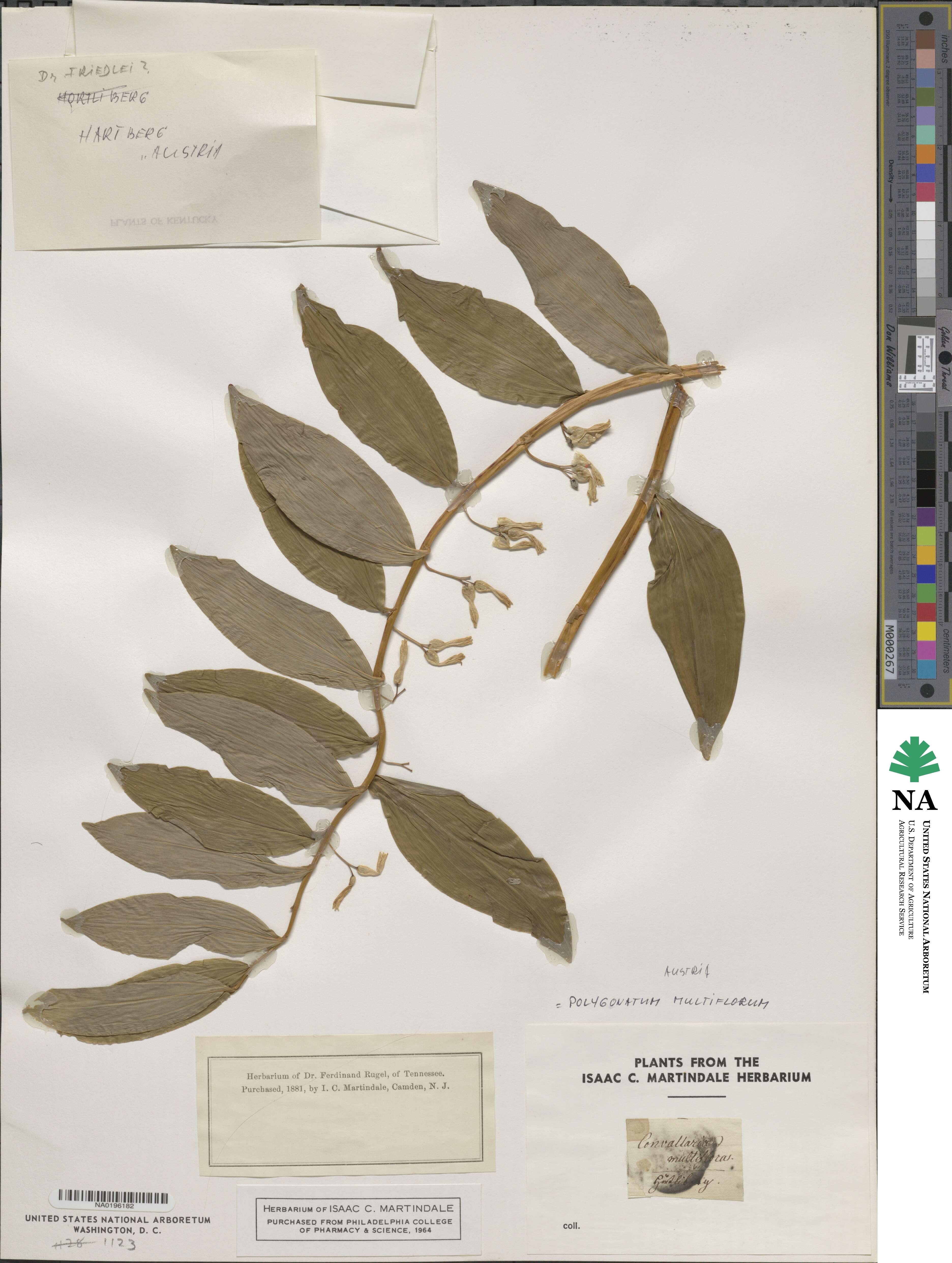 Polygonatum multiflorum image