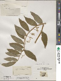 Polygonatum multiflorum image