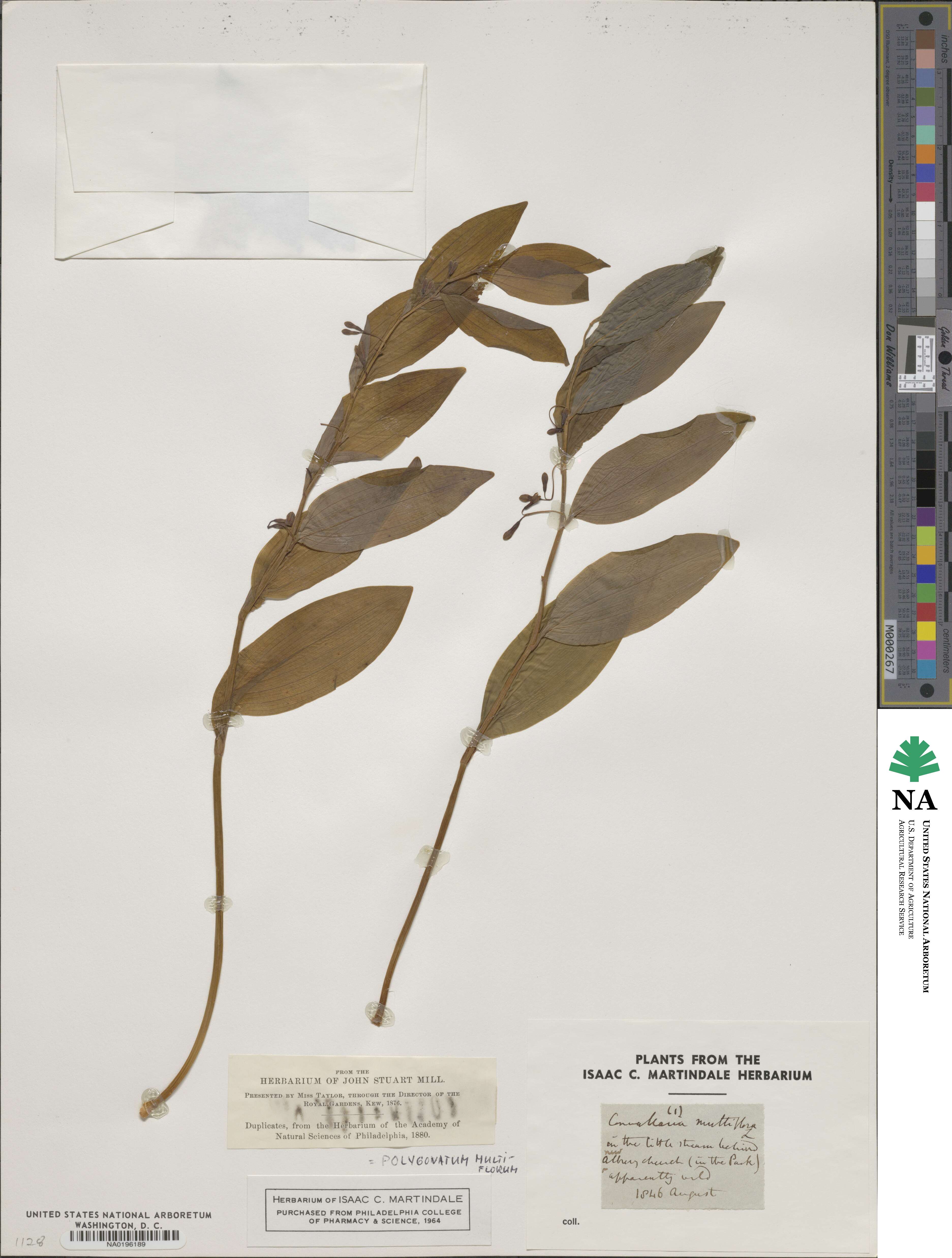 Polygonatum multiflorum image