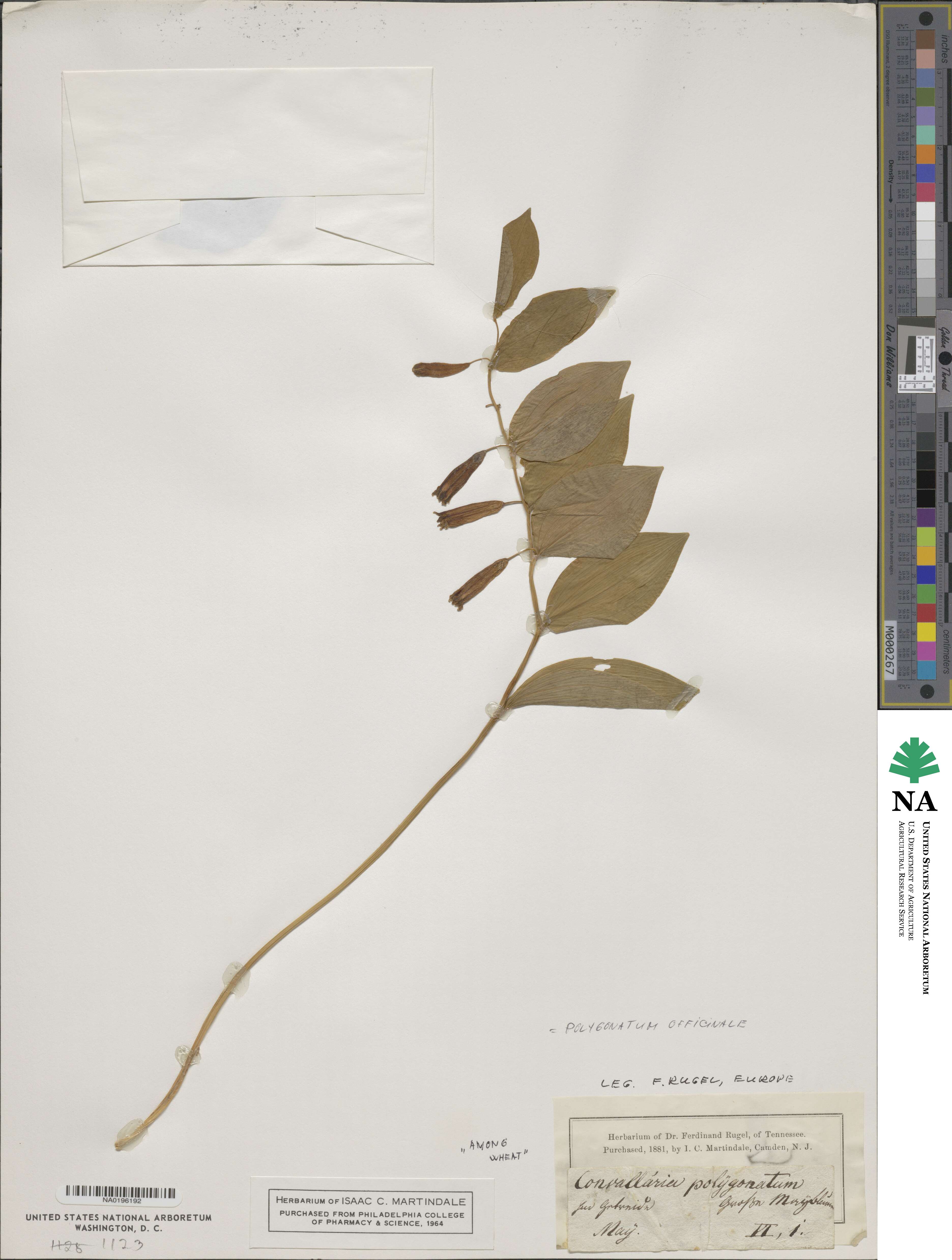 Polygonatum odoratum var. odoratum image