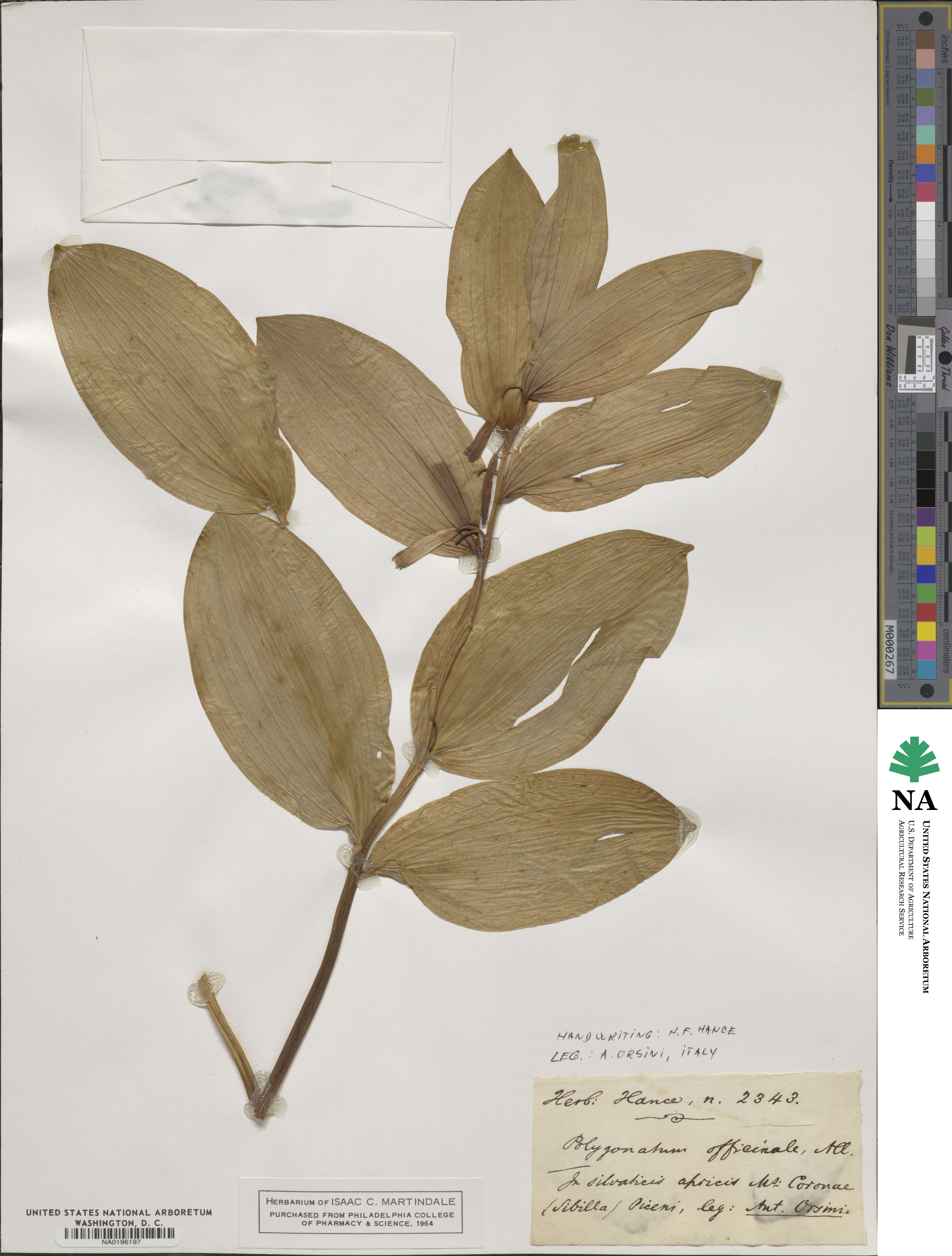 Polygonatum odoratum var. odoratum image