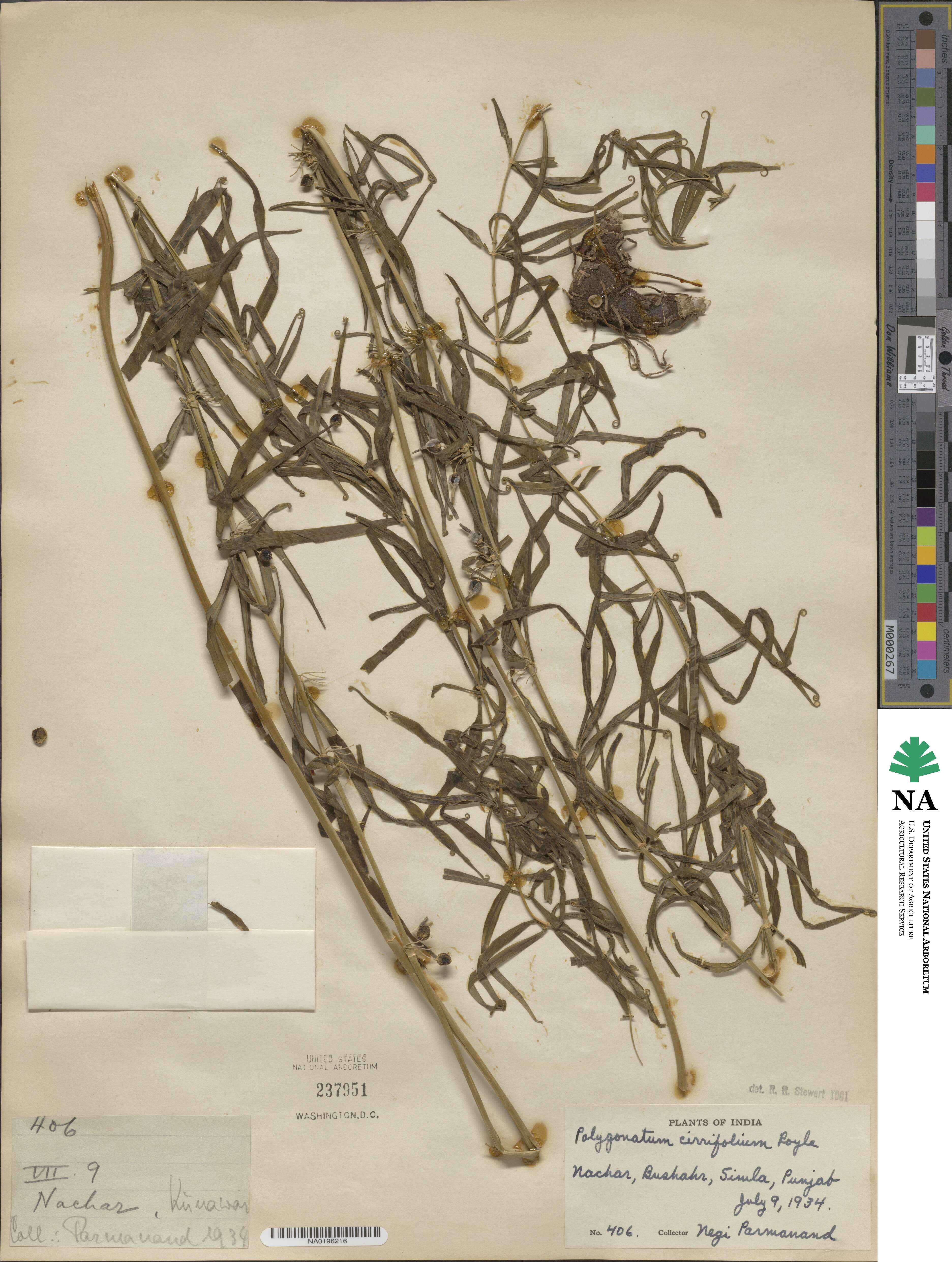 Polygonatum cirrhifolium image