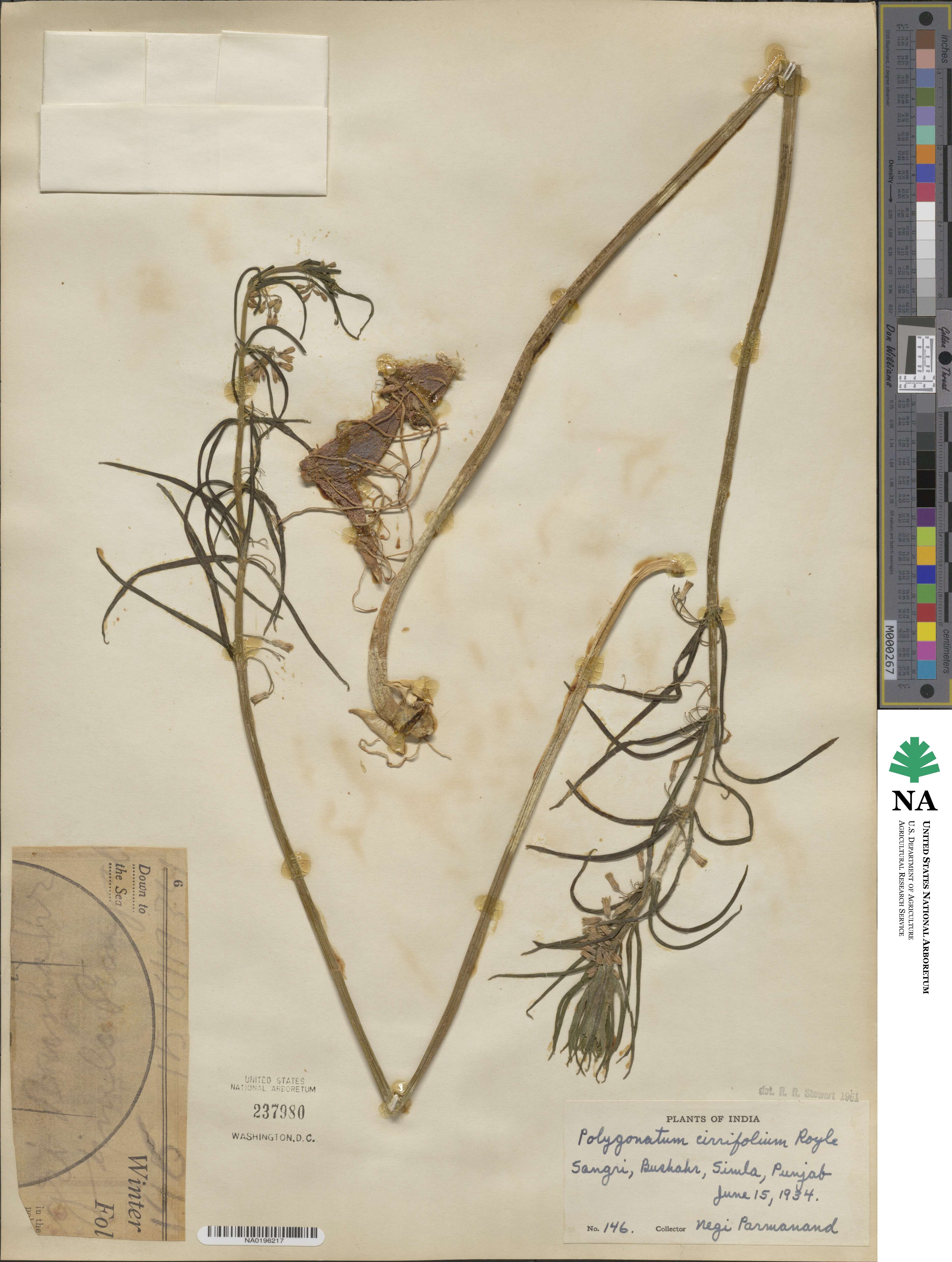 Polygonatum cirrhifolium image