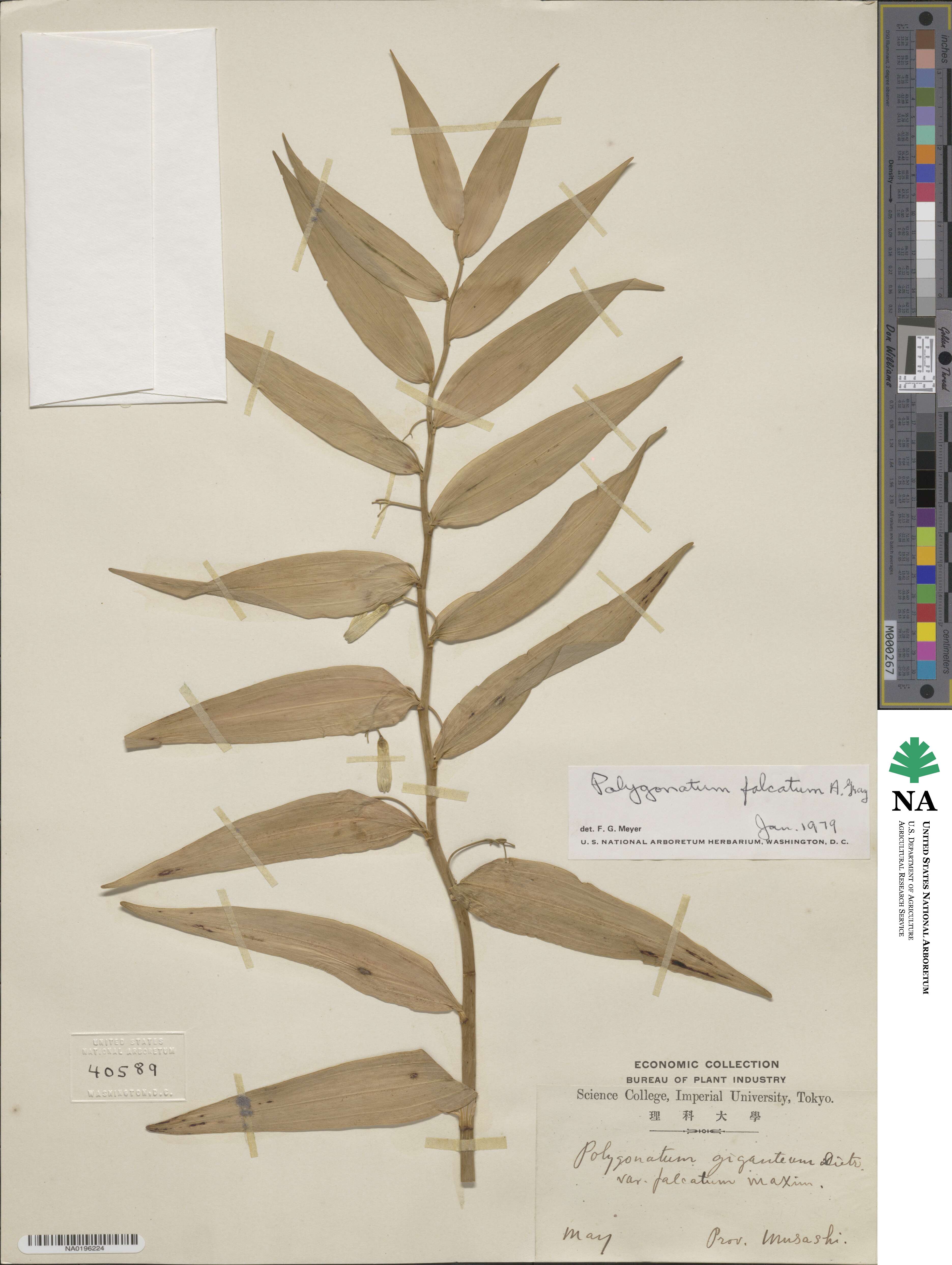 Polygonatum falcatum image