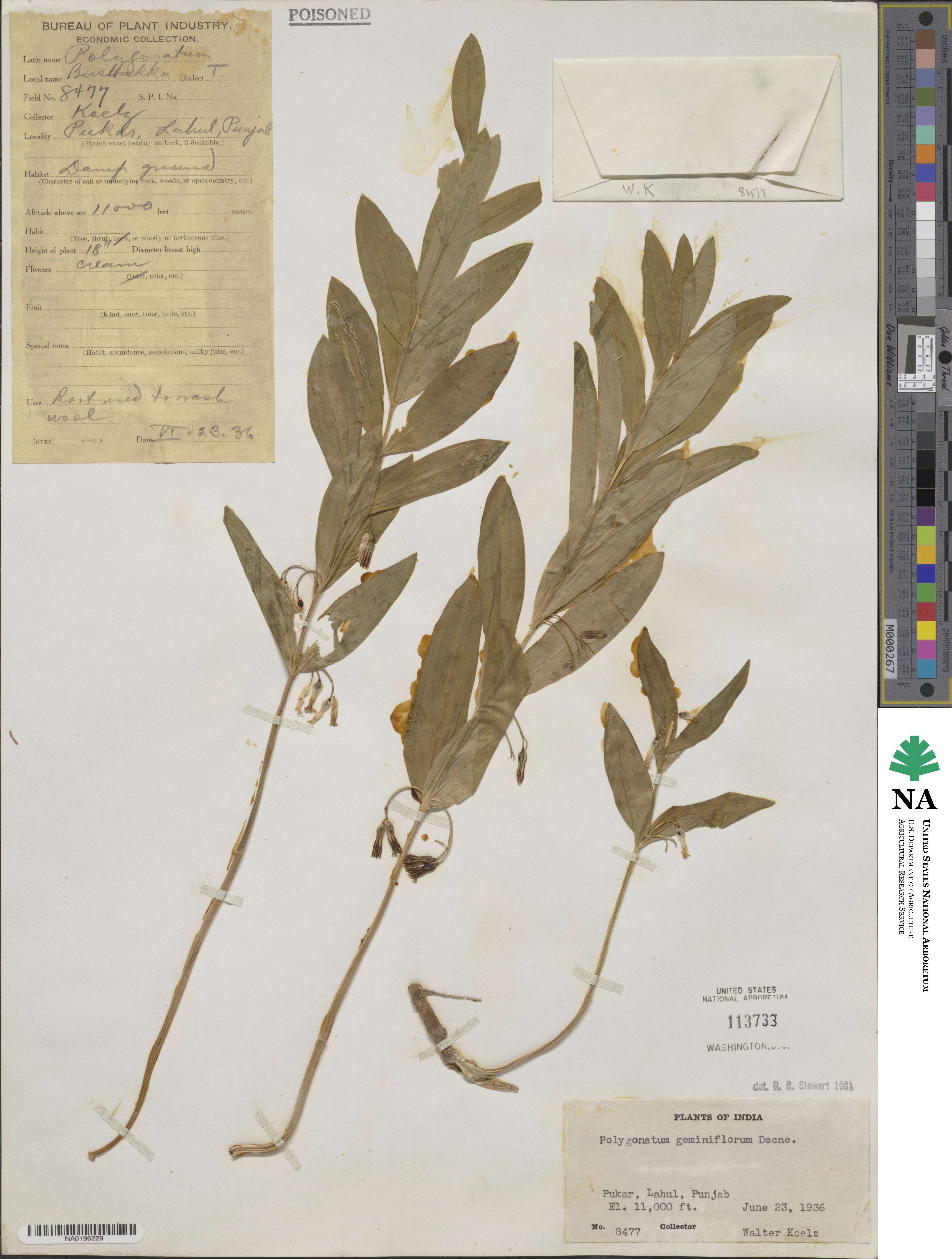 Polygonatum geminiflorum image