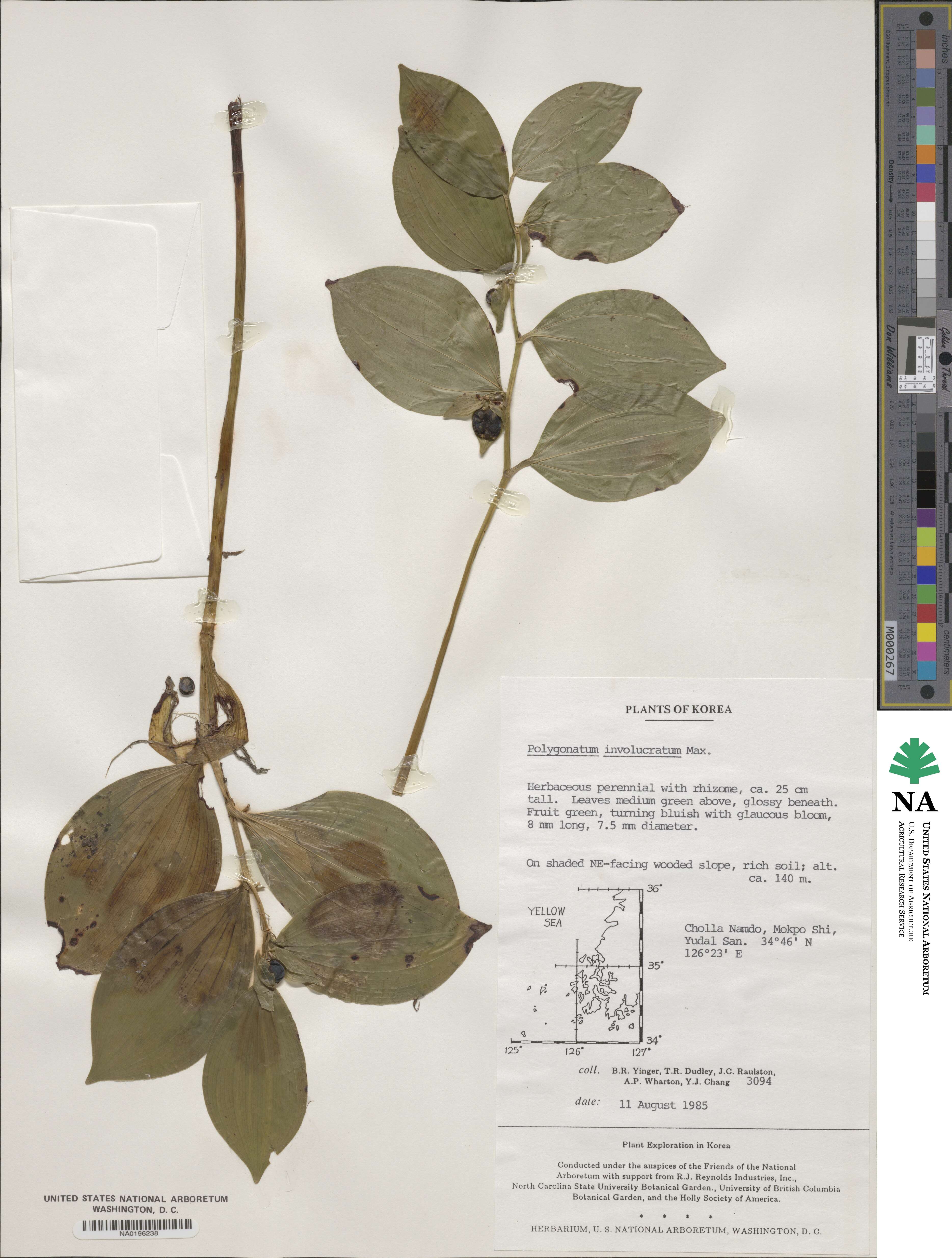 Polygonatum involucratum image