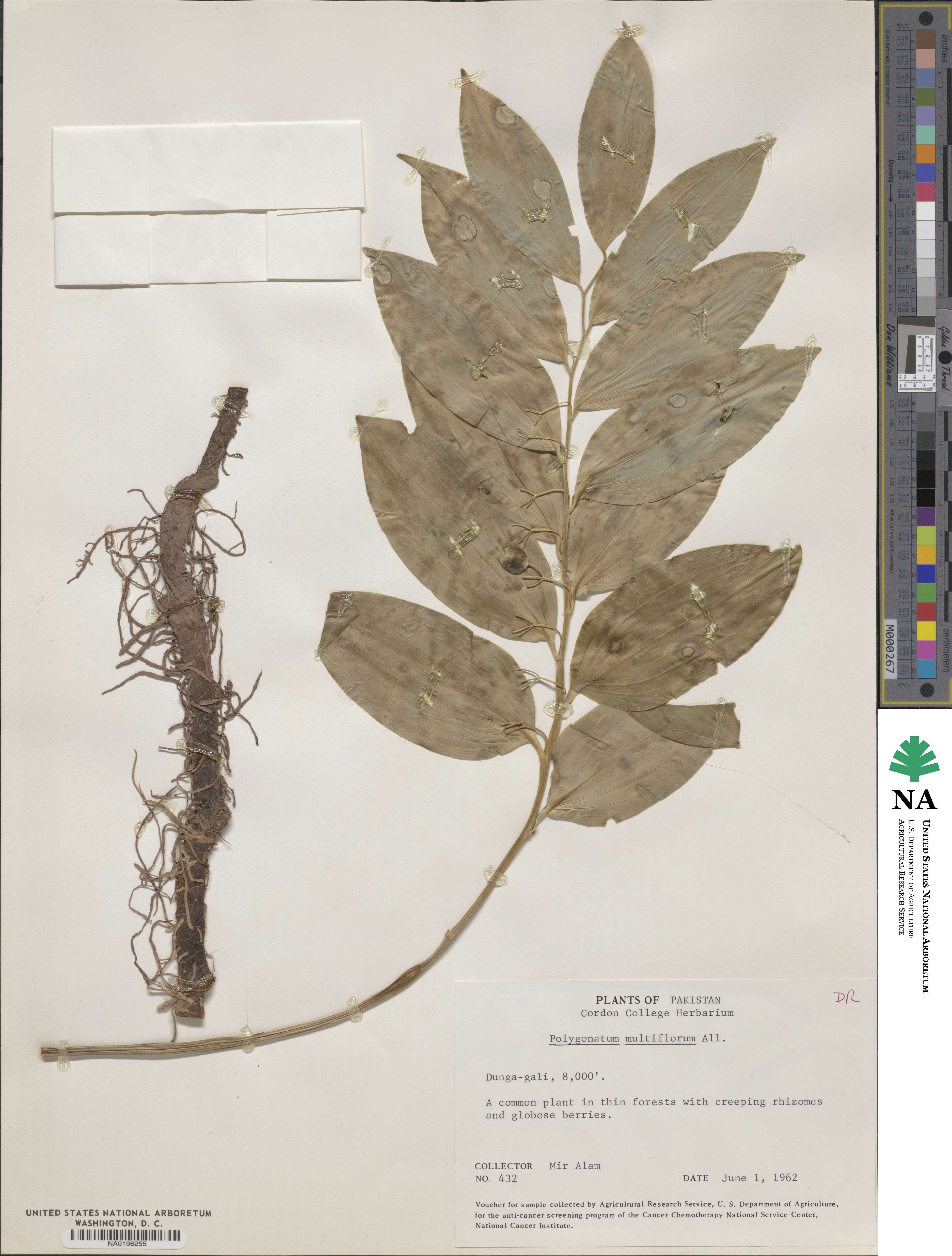 Polygonatum multiflorum image